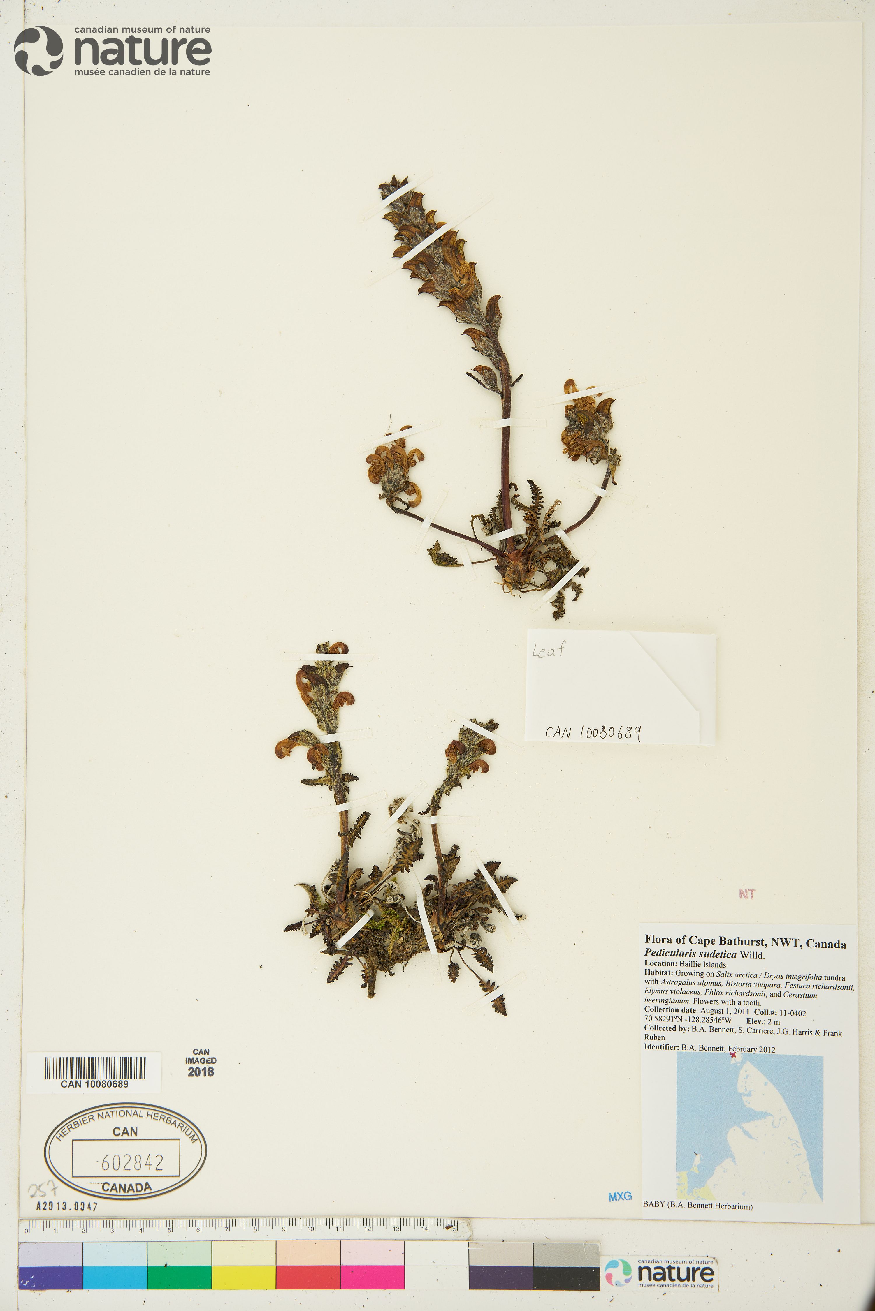 Pedicularis sudetica image