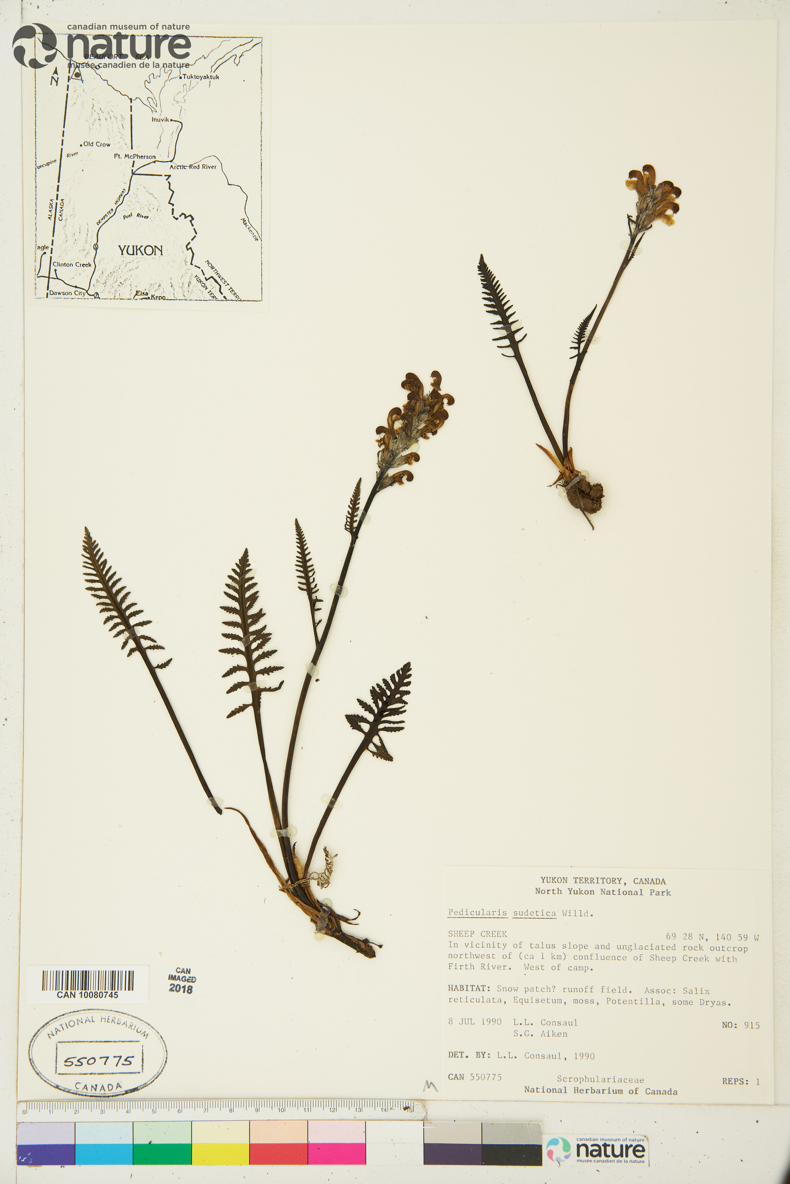 Pedicularis sudetica image