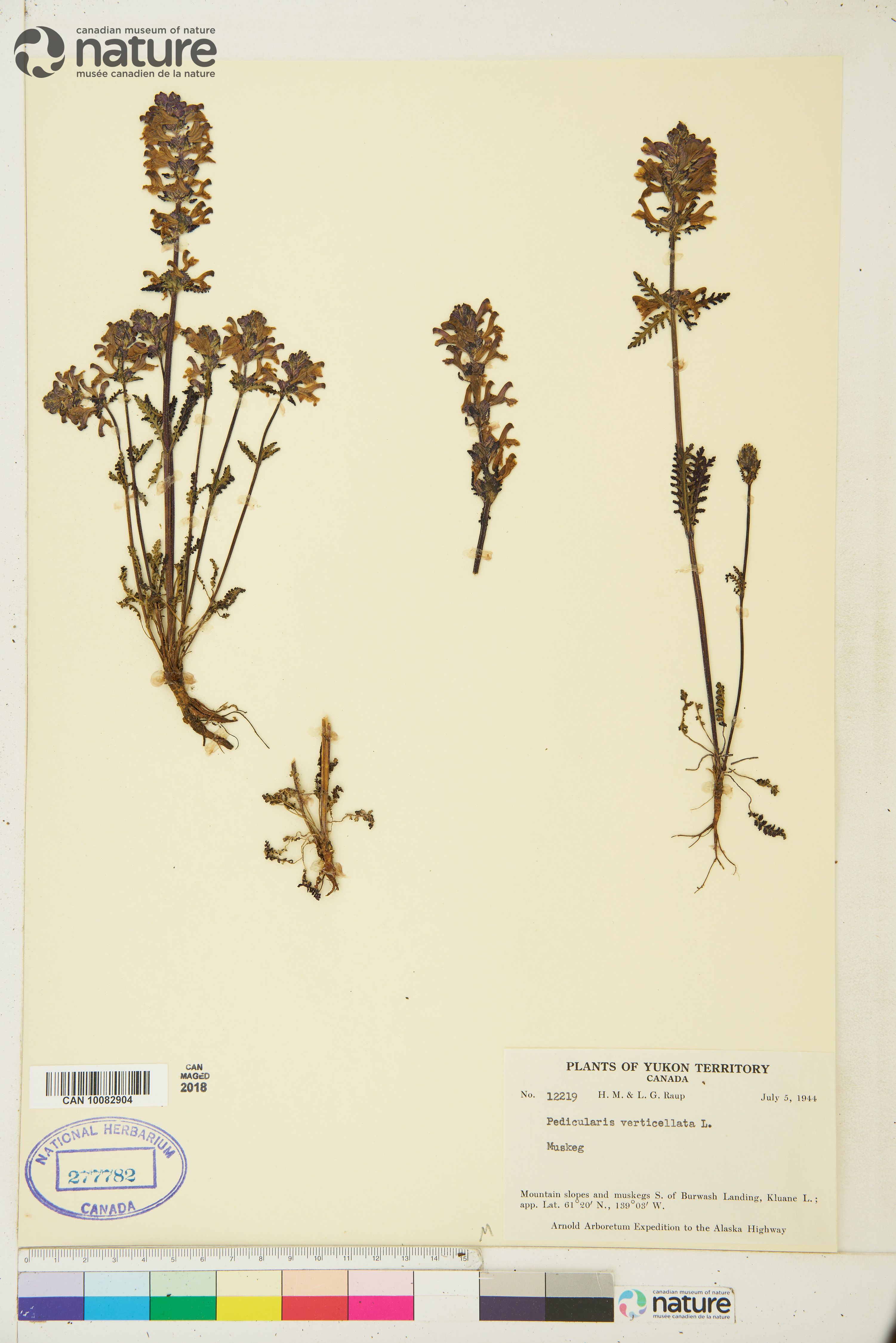 Pedicularis verticillata image