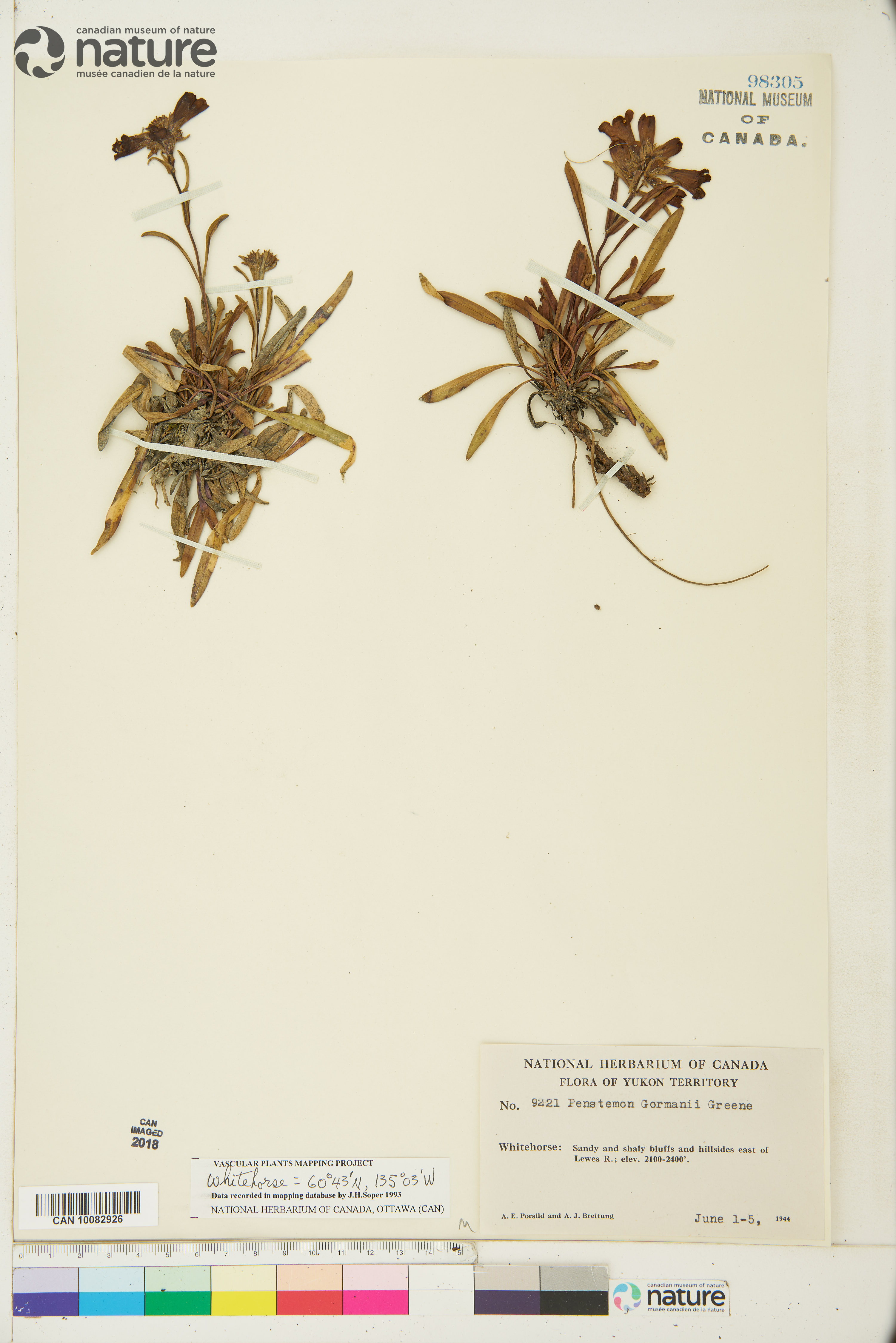 Penstemon gormanii image