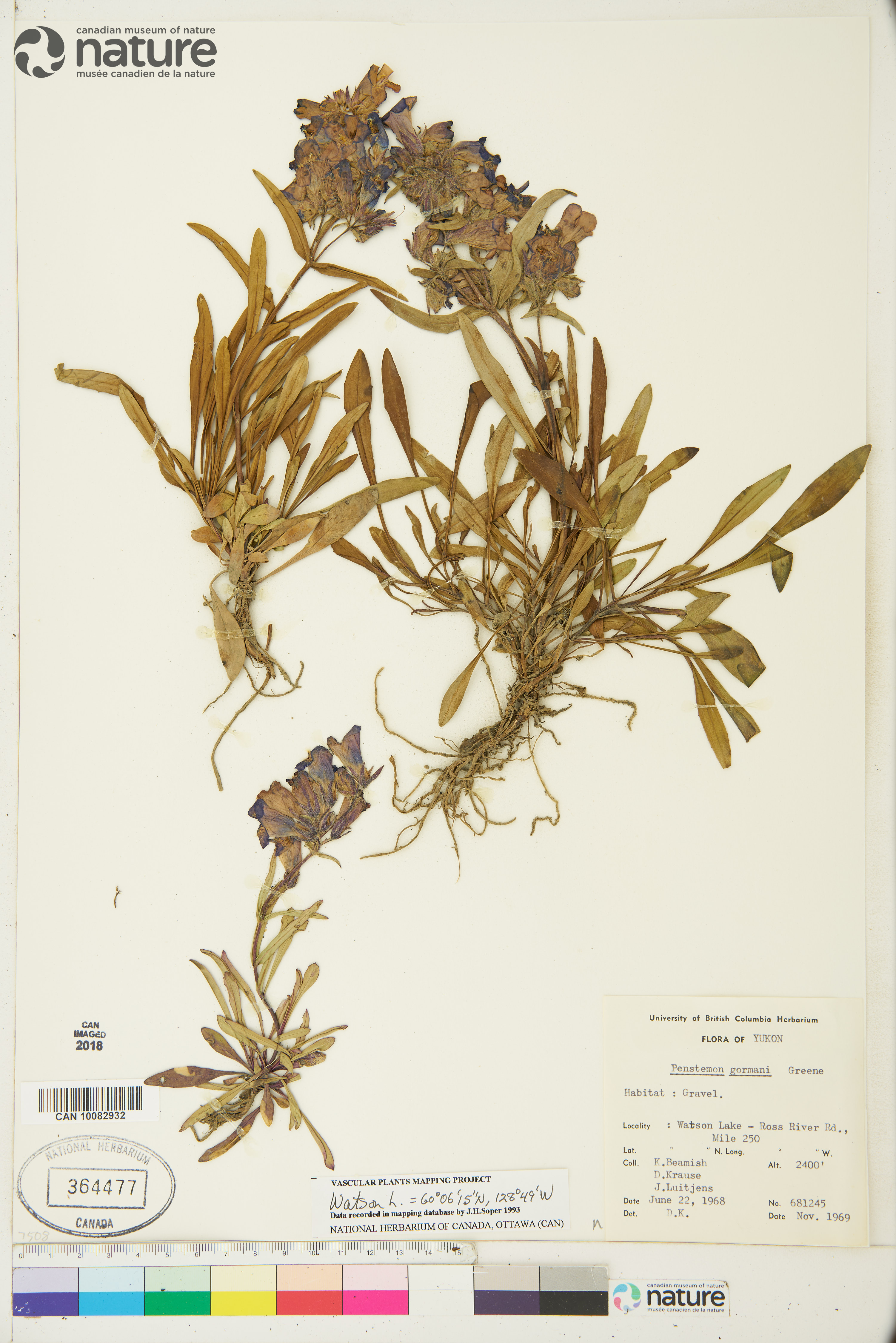 Penstemon gormanii image