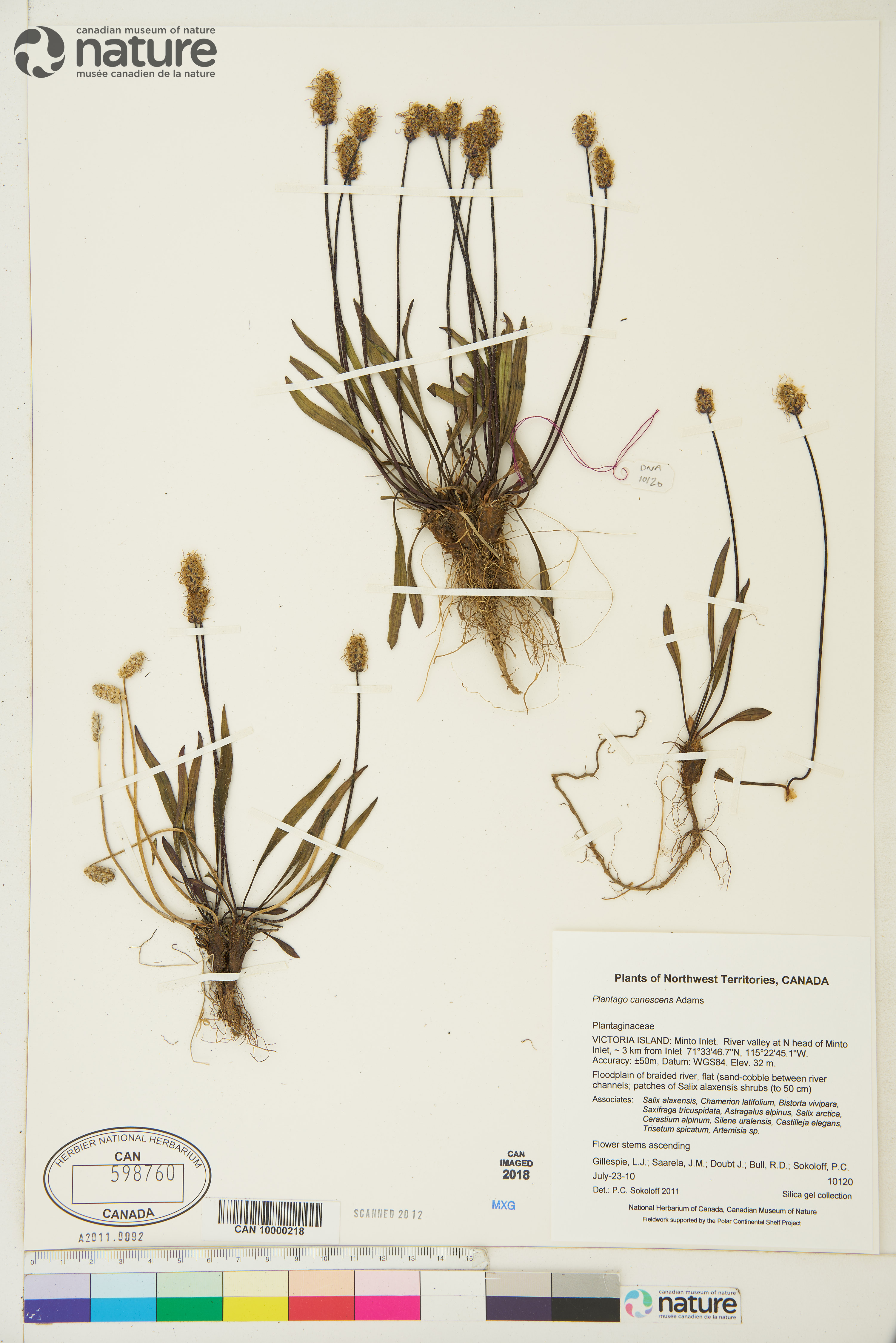 Plantago canescens image