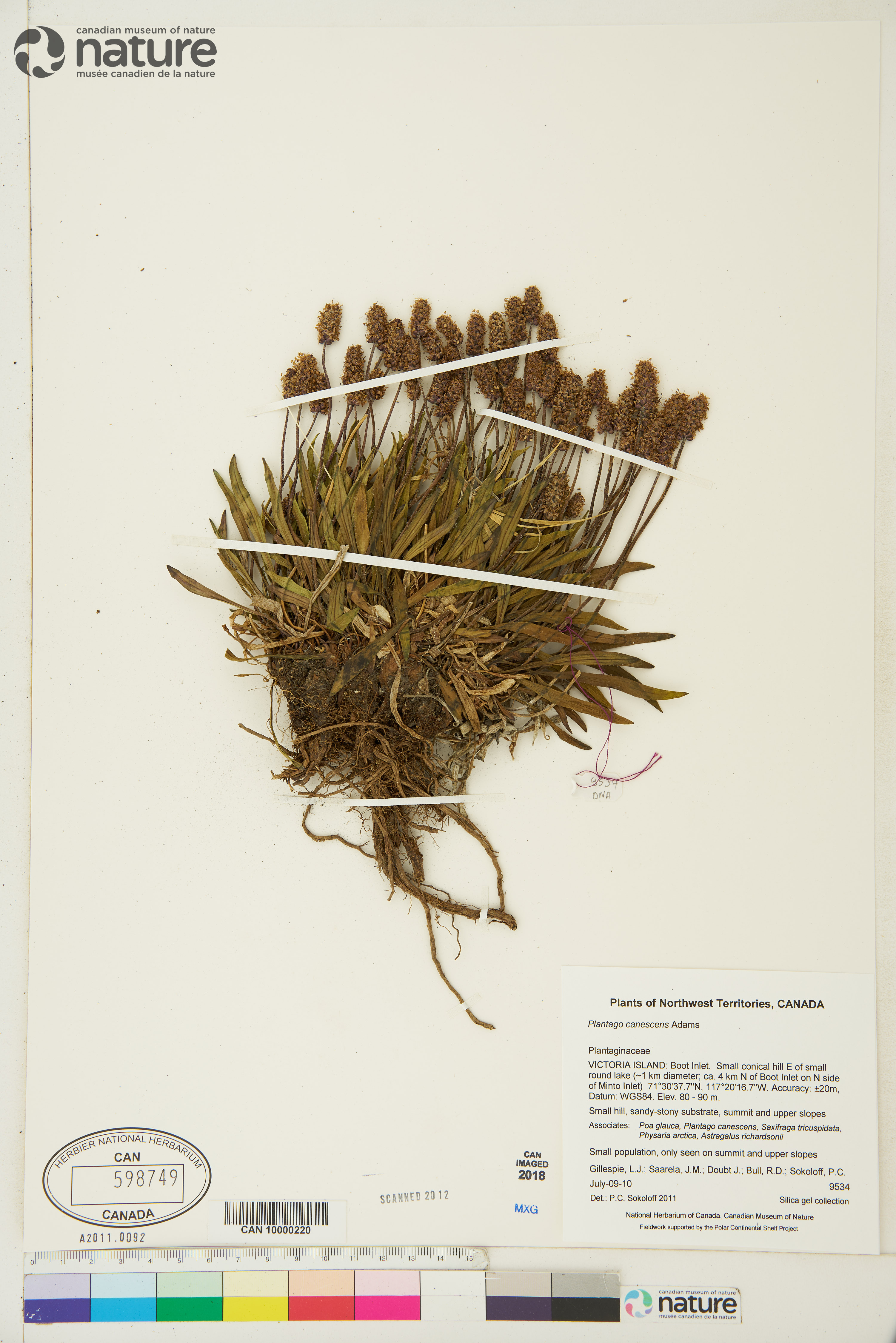 Plantago canescens image