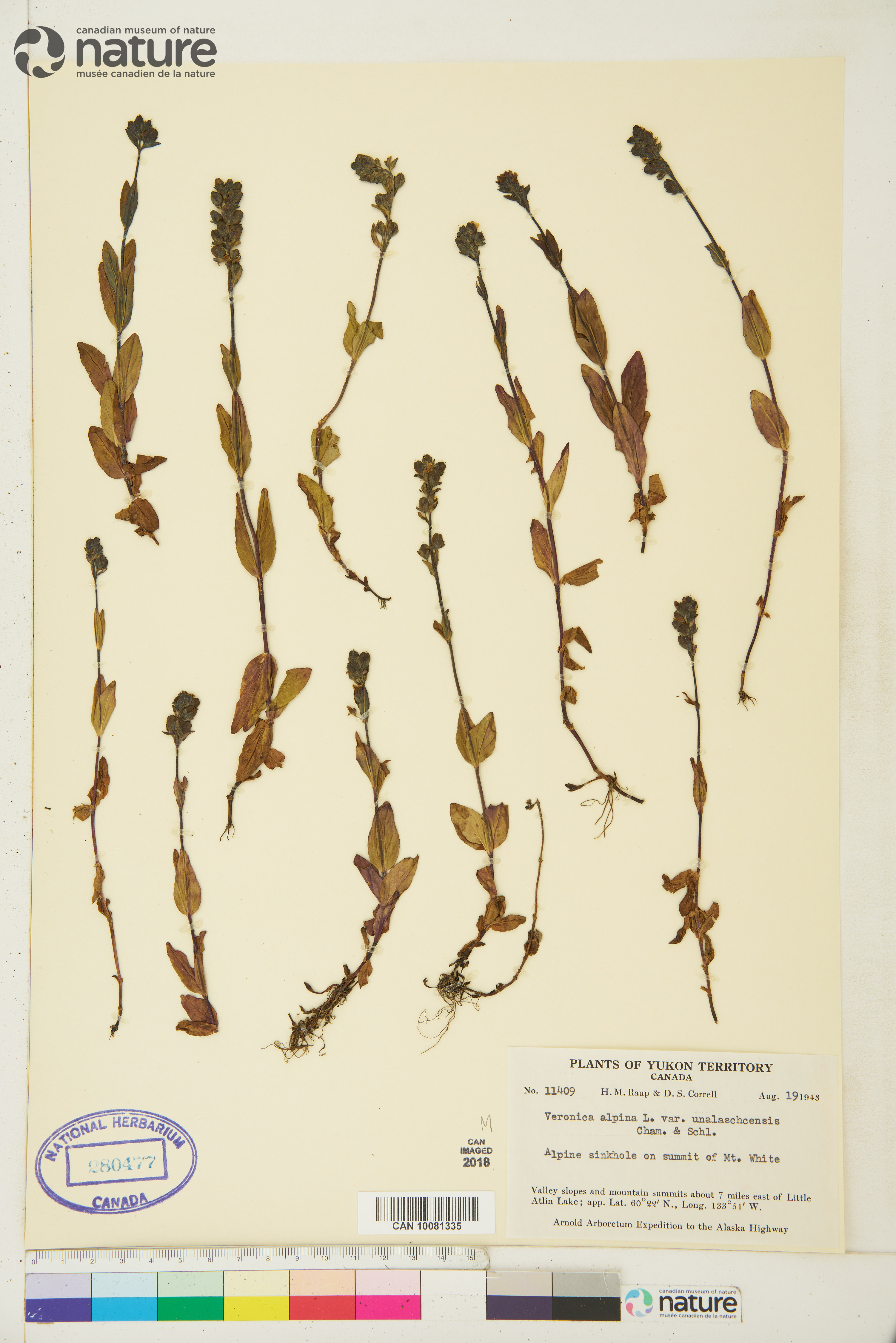 Veronica wormskjoldii var. nutans image