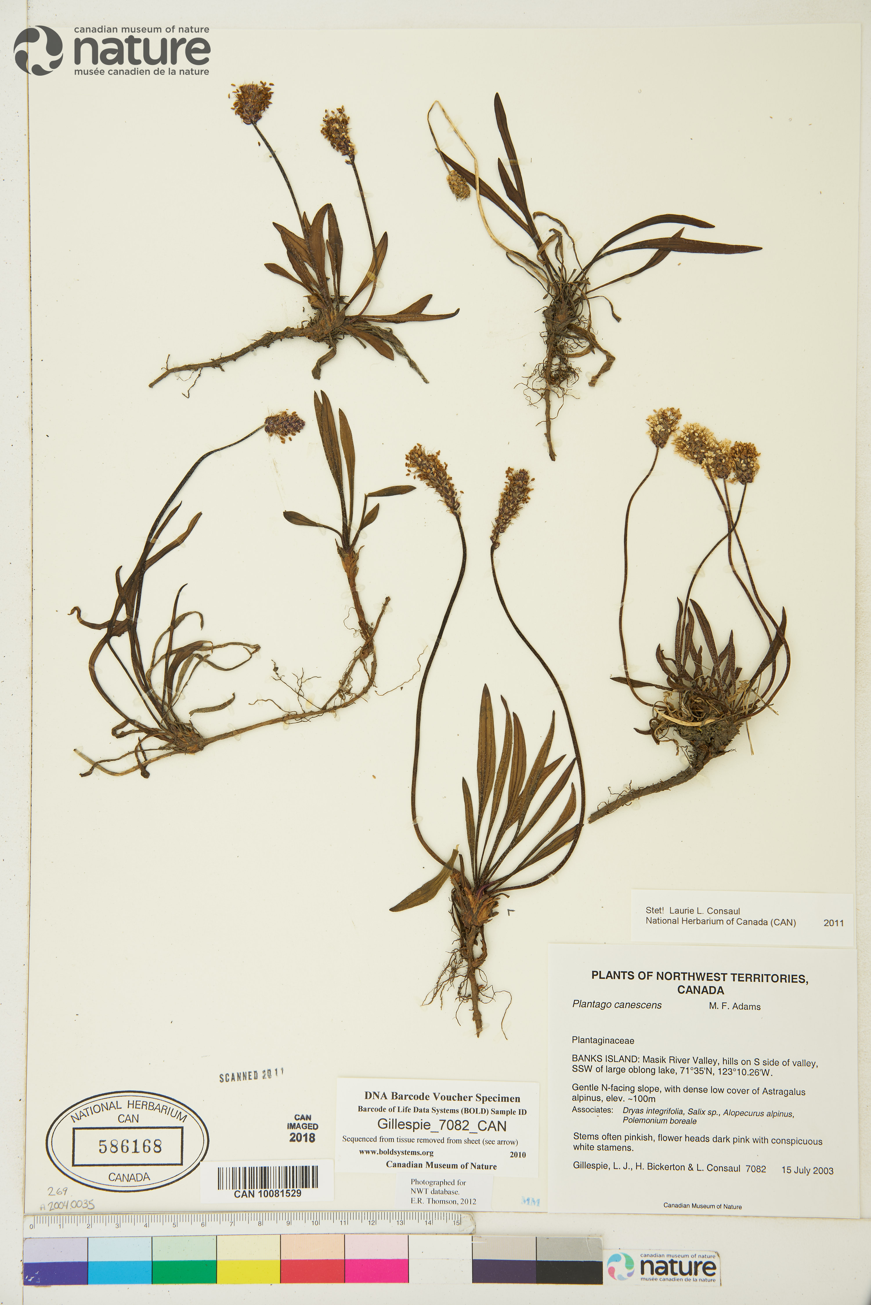 Plantago canescens image