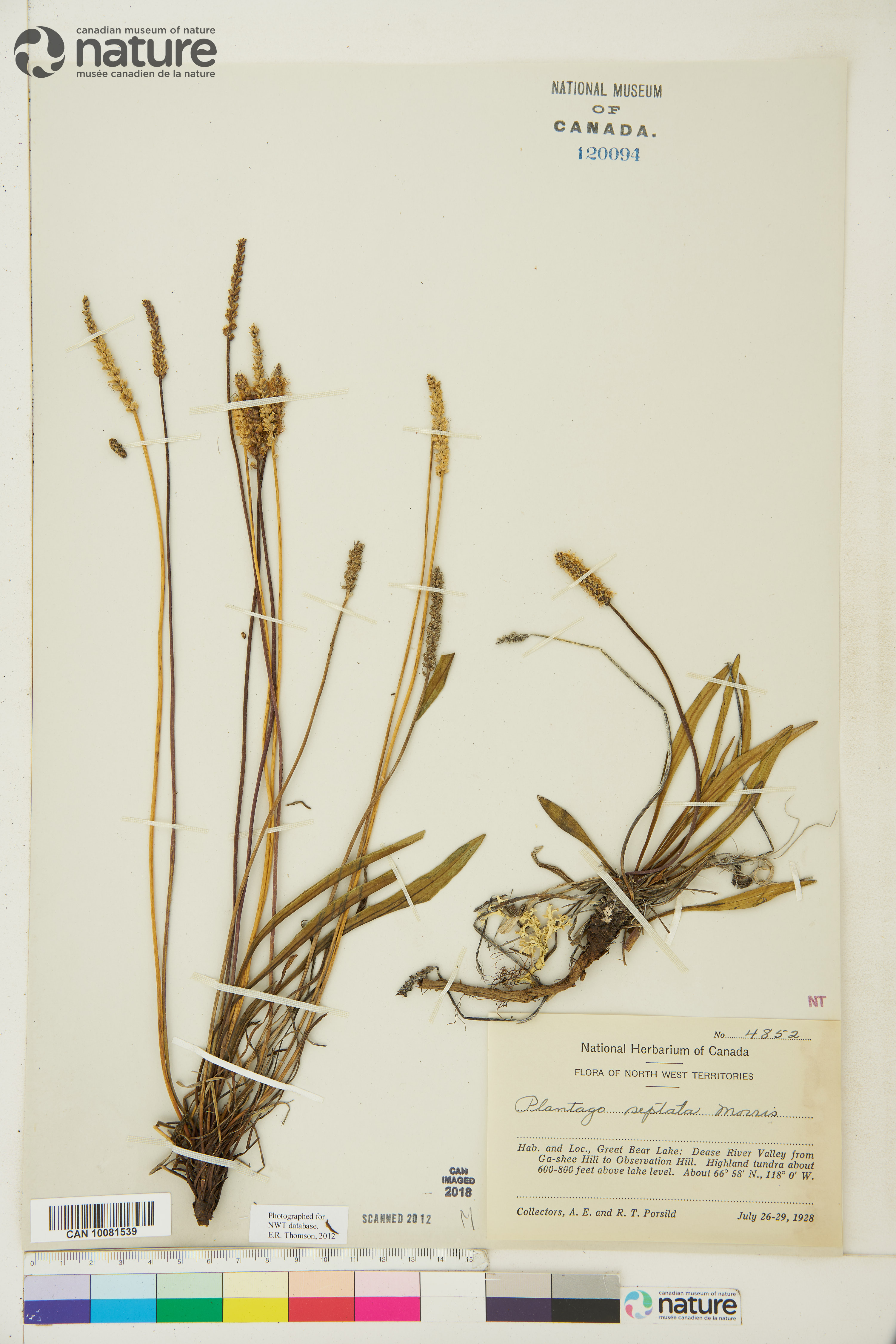Plantago canescens image