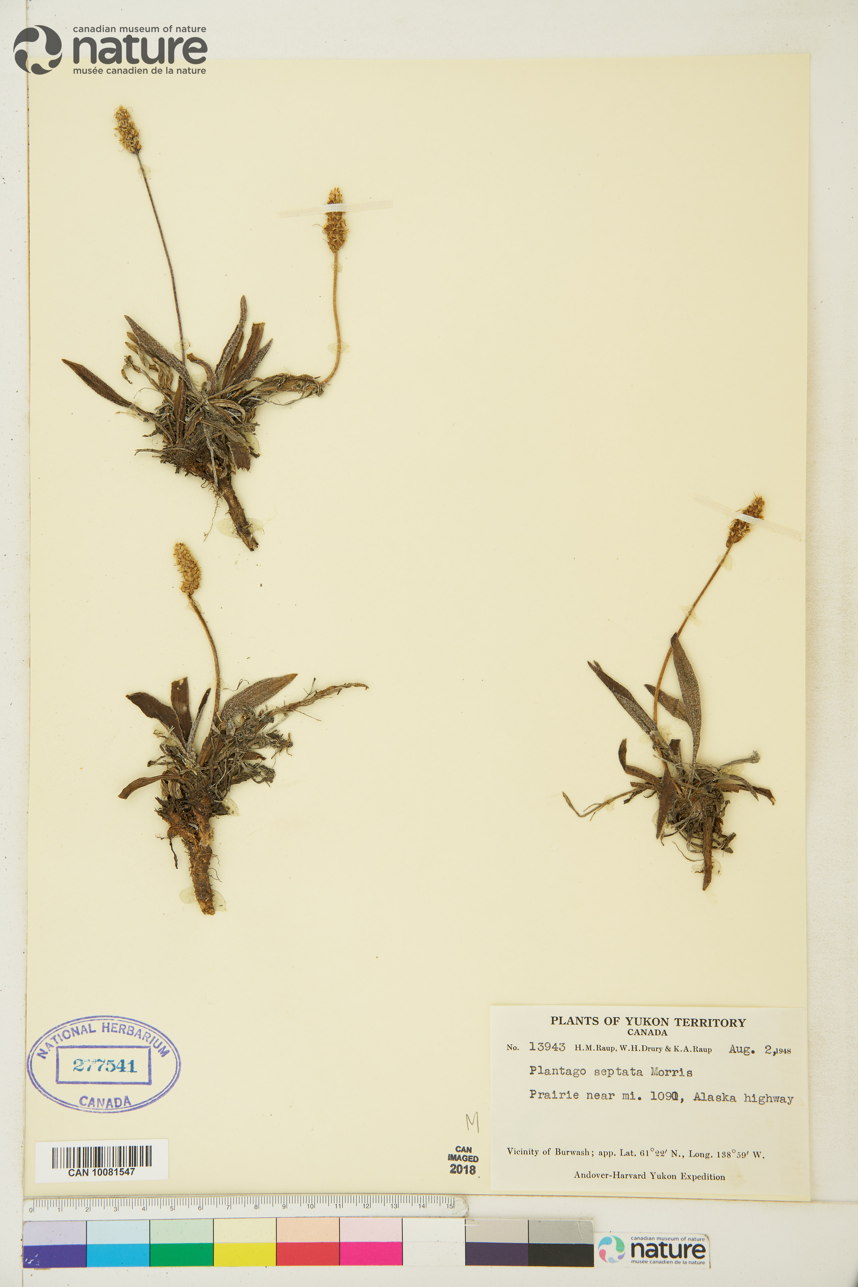 Plantago canescens image