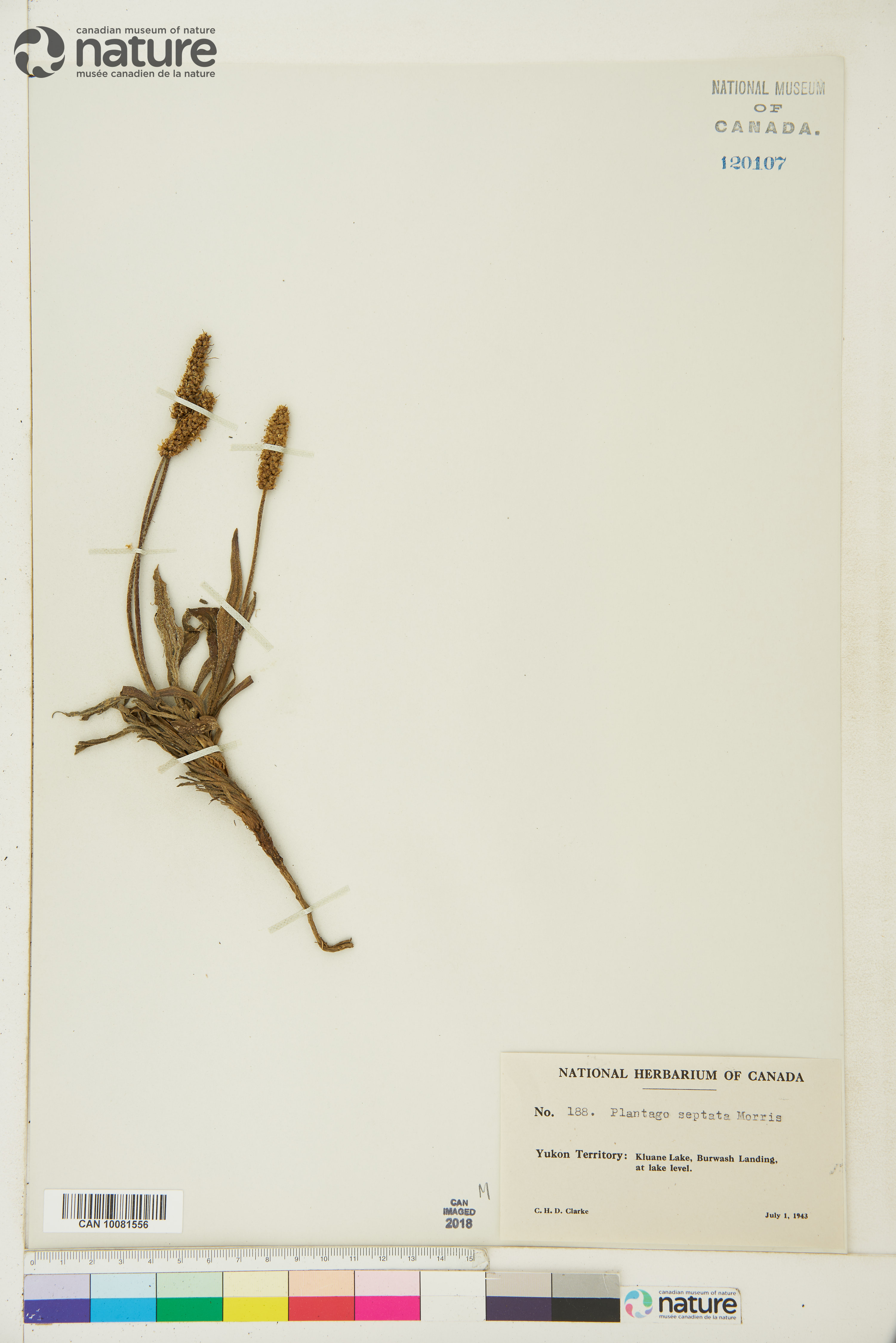 Plantago canescens image