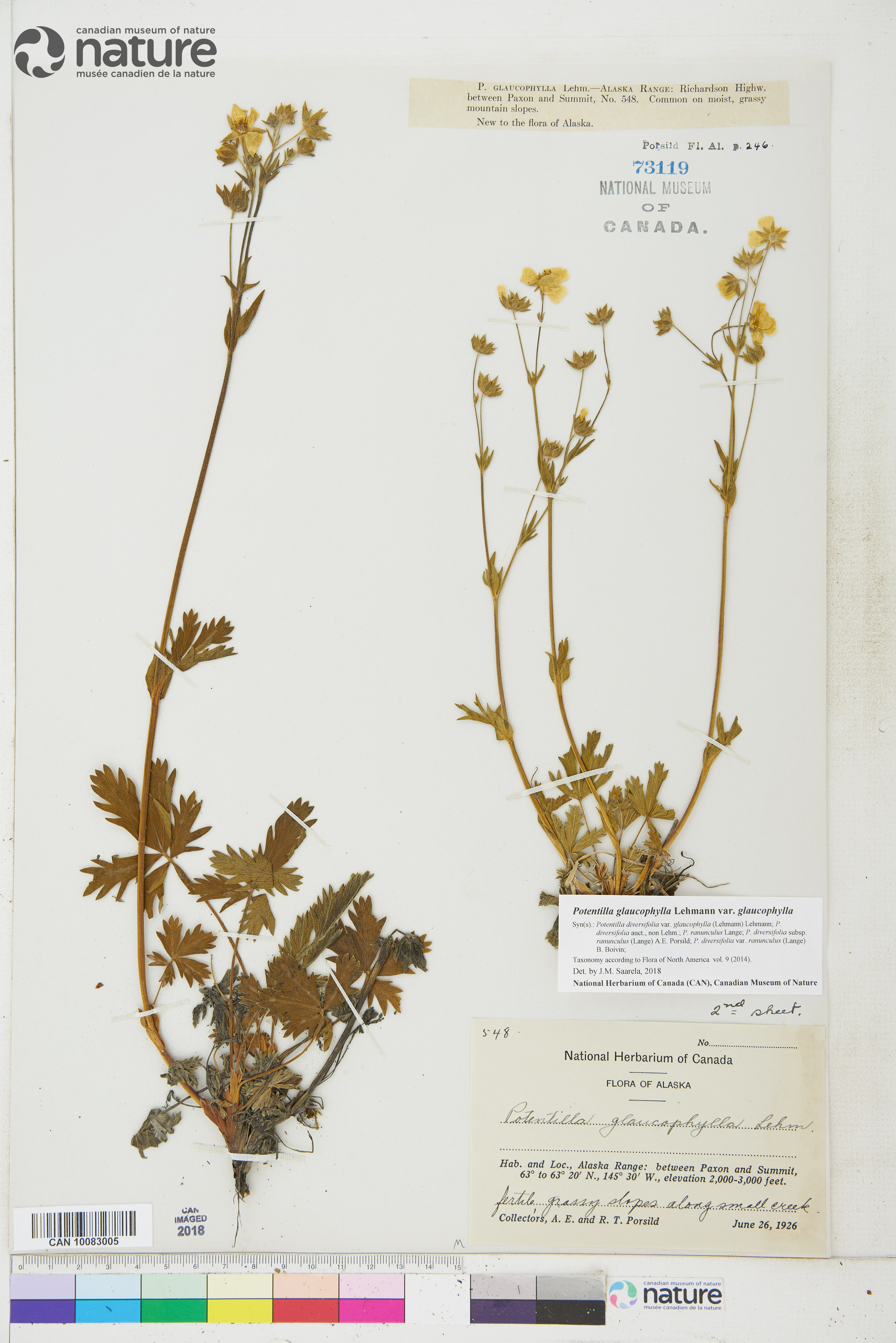 Potentilla diversifolia var. diversifolia image