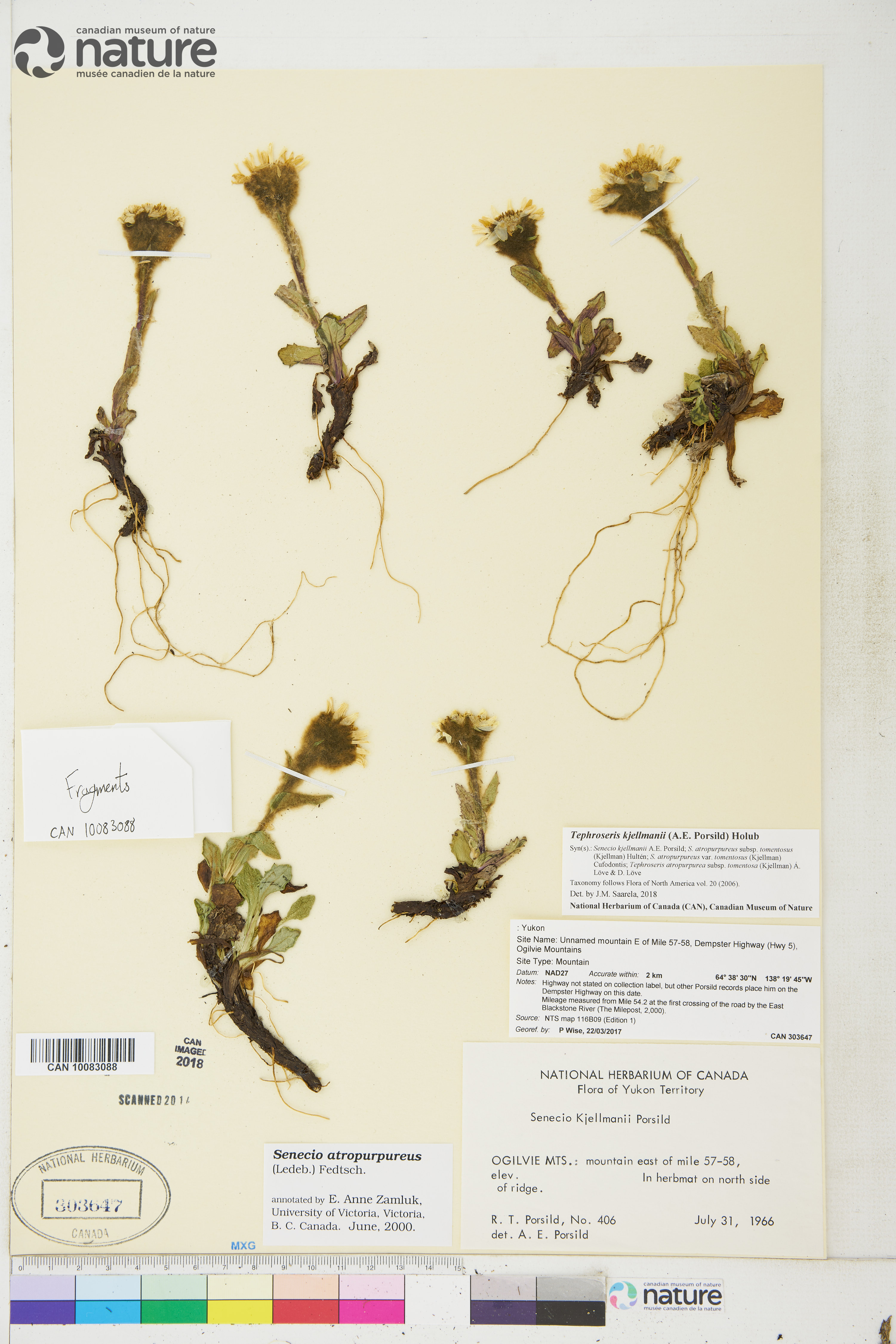 Tephroseris kjellmanii image