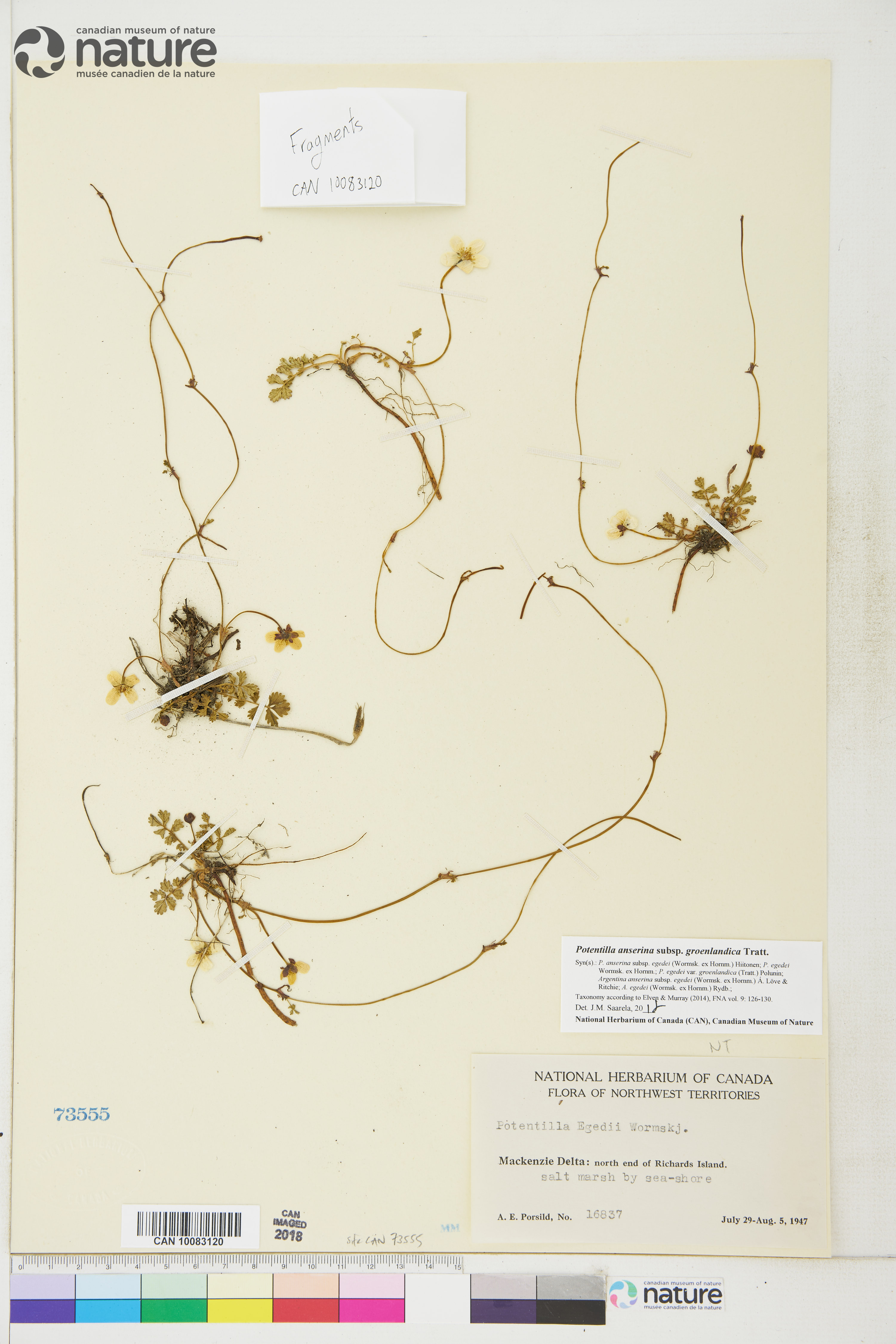 Argentina anserina subsp. groenlandica image