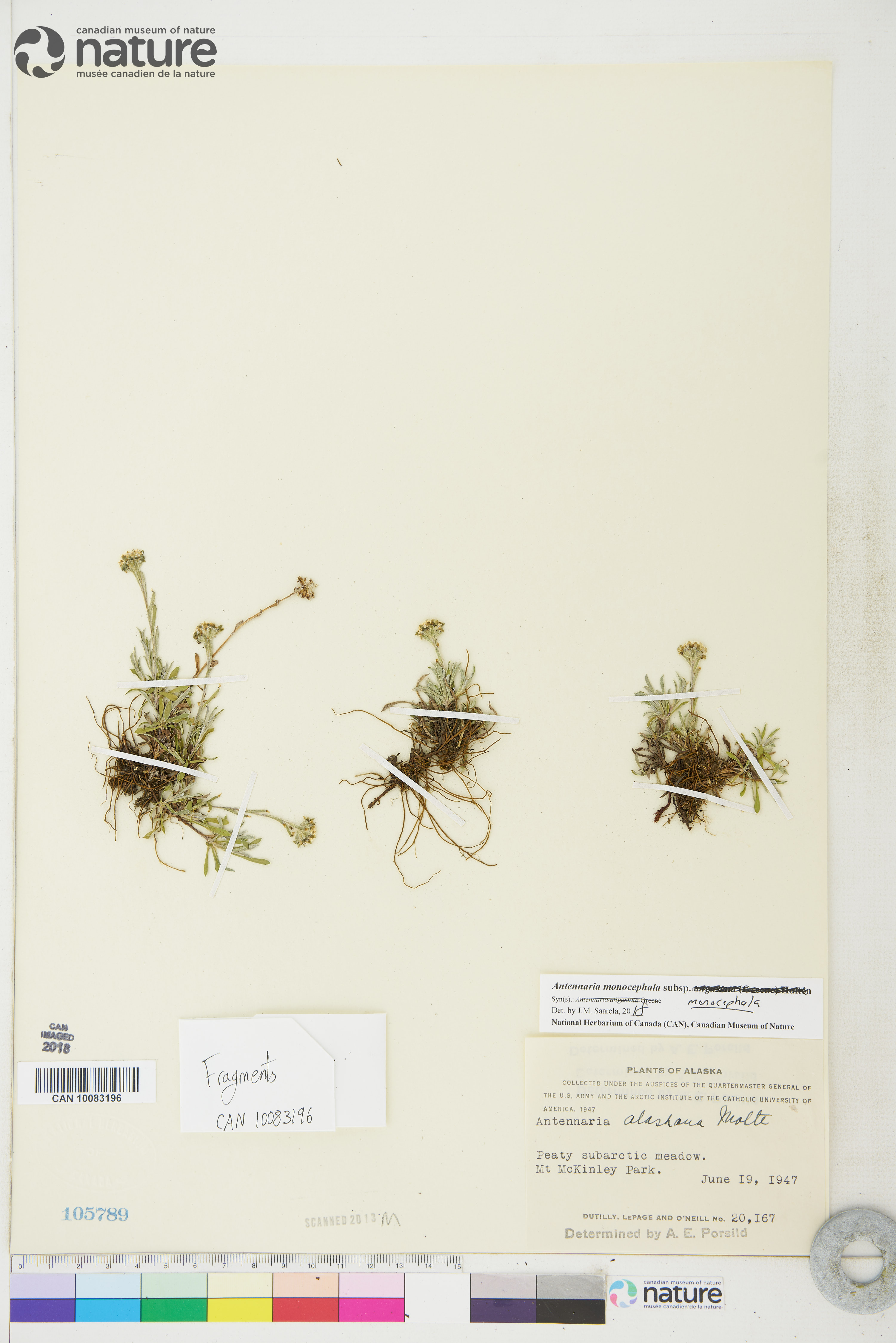 Antennaria monocephala subsp. monocephala image
