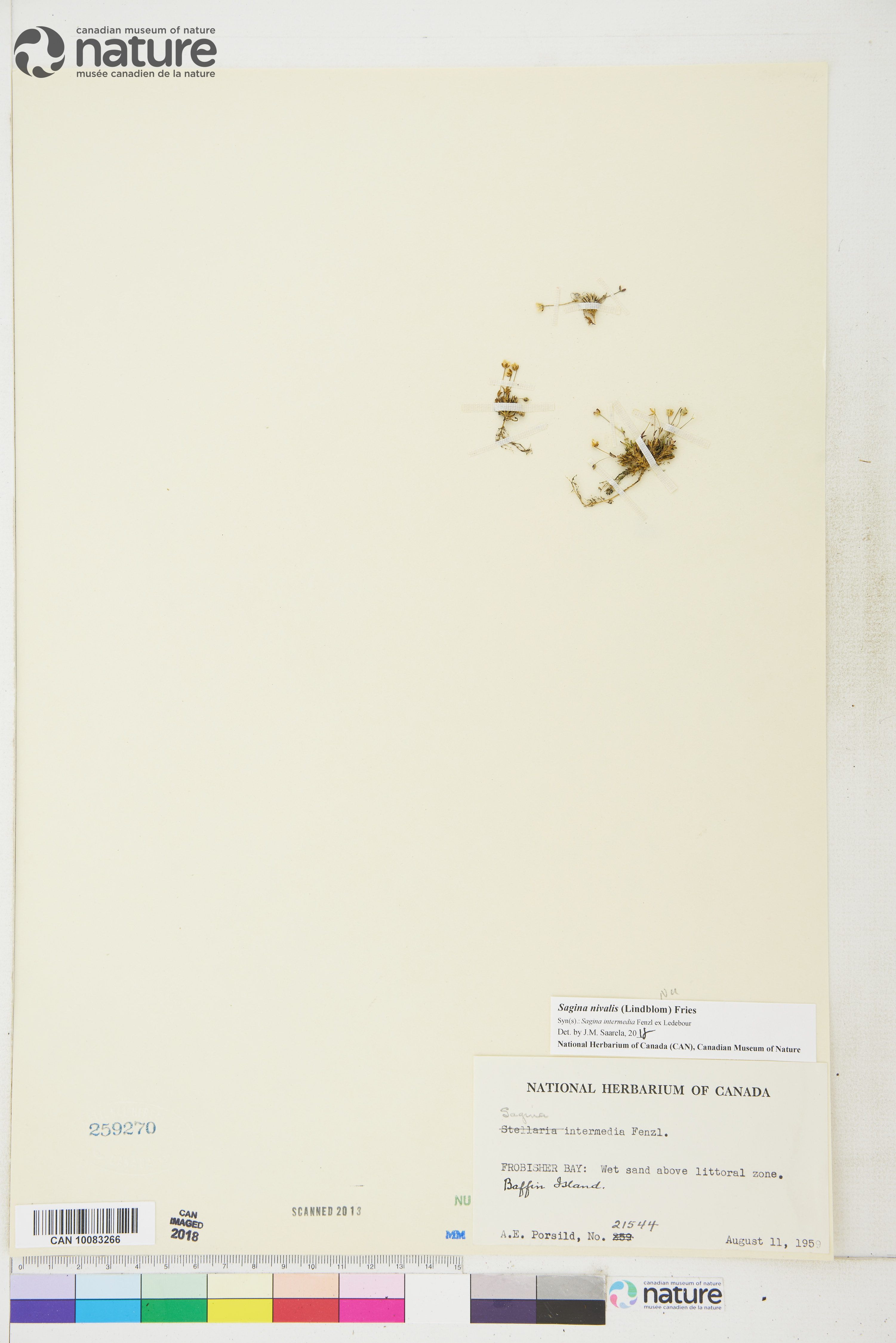 Sagina nivalis image