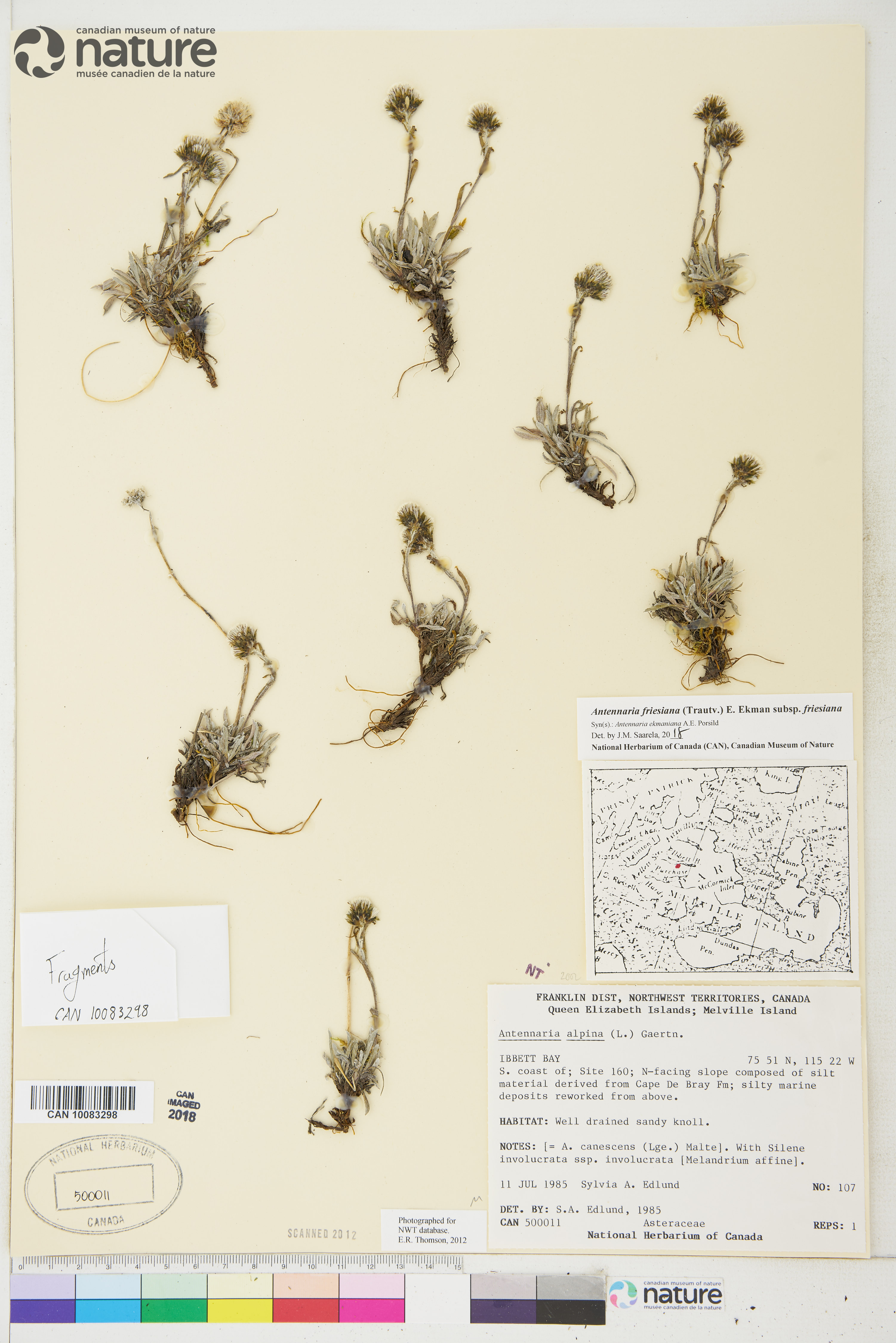 Antennaria friesiana image