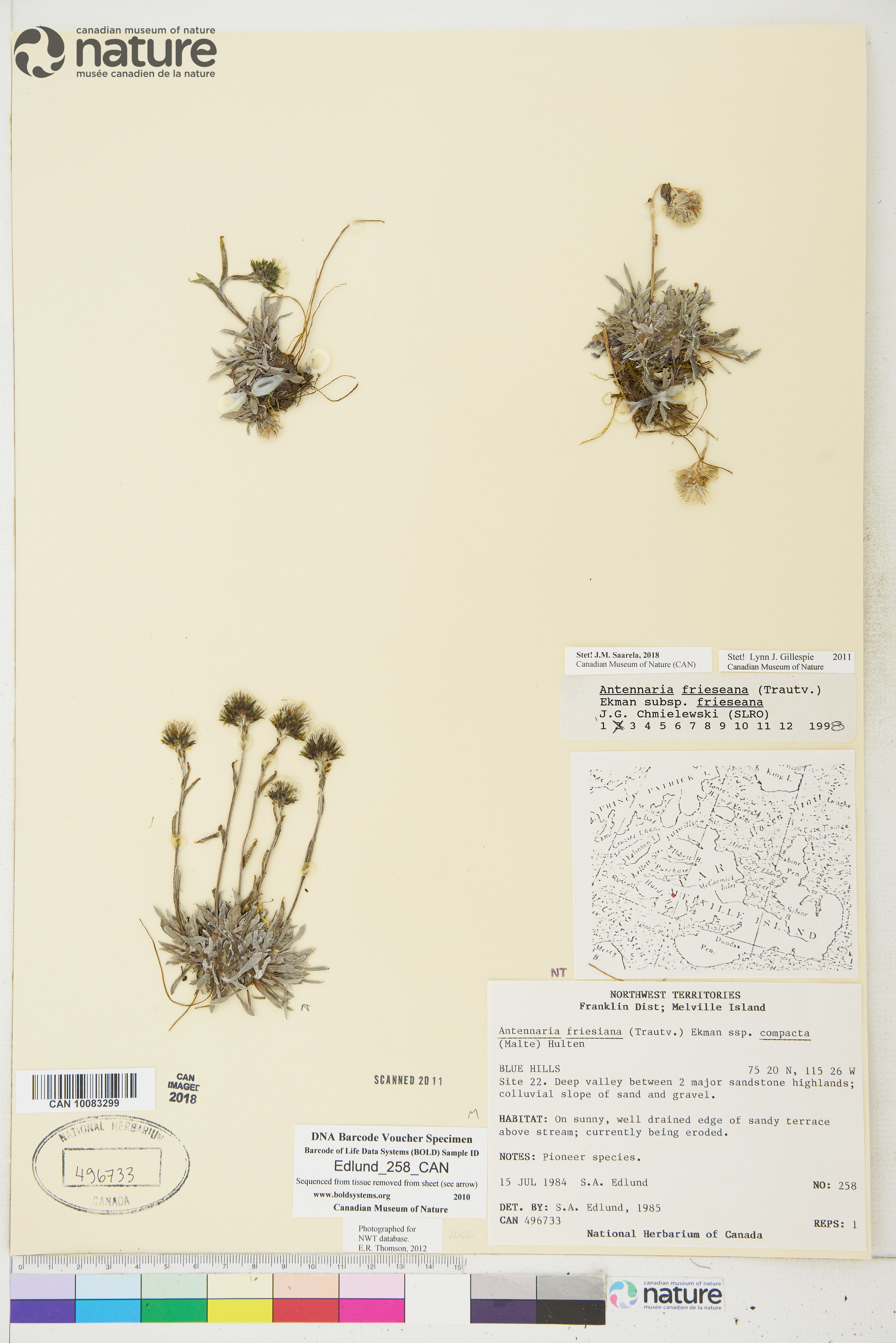 Antennaria alpina image