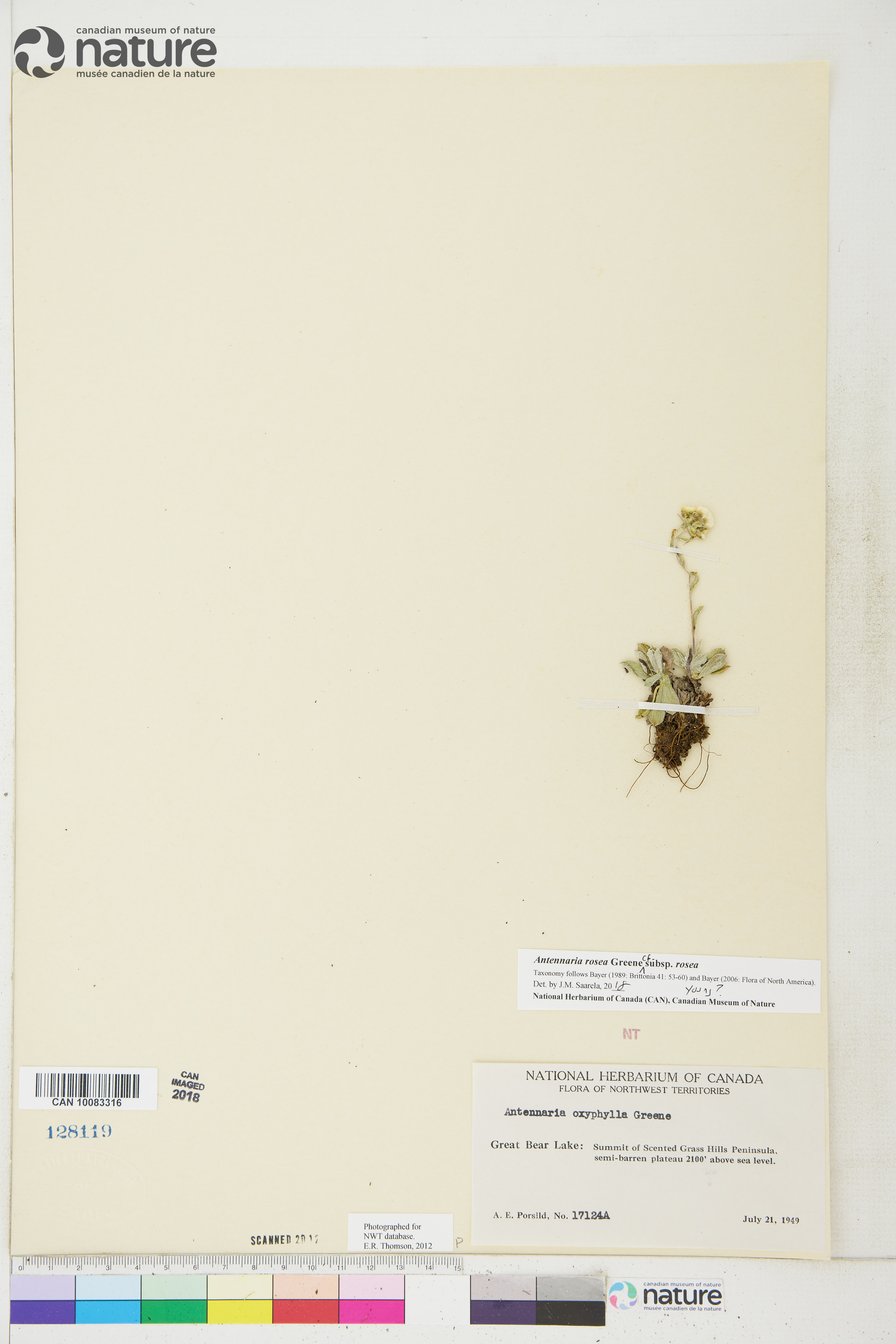 Antennaria rosea subsp. rosea image