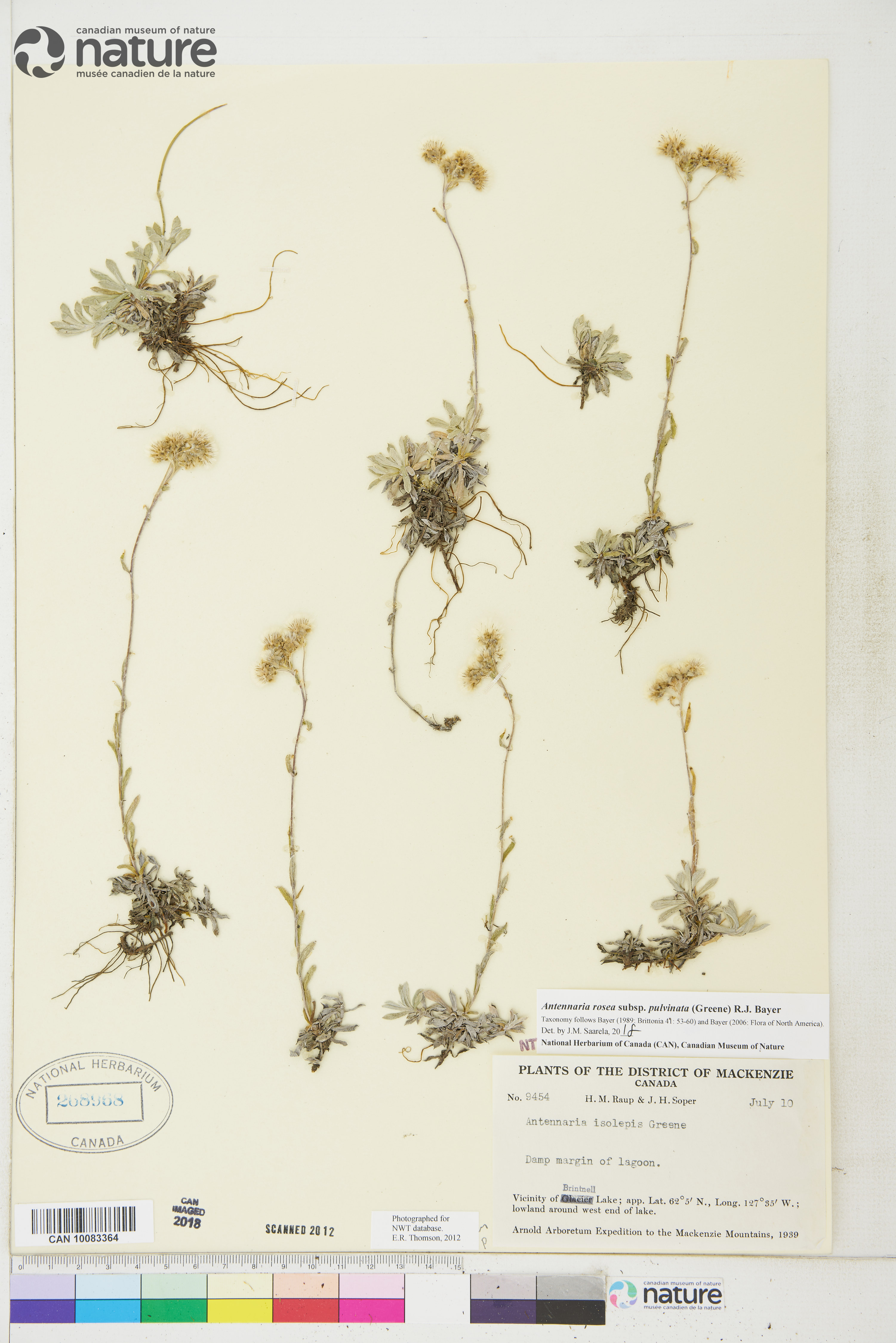 Antennaria rosea subsp. pulvinata image