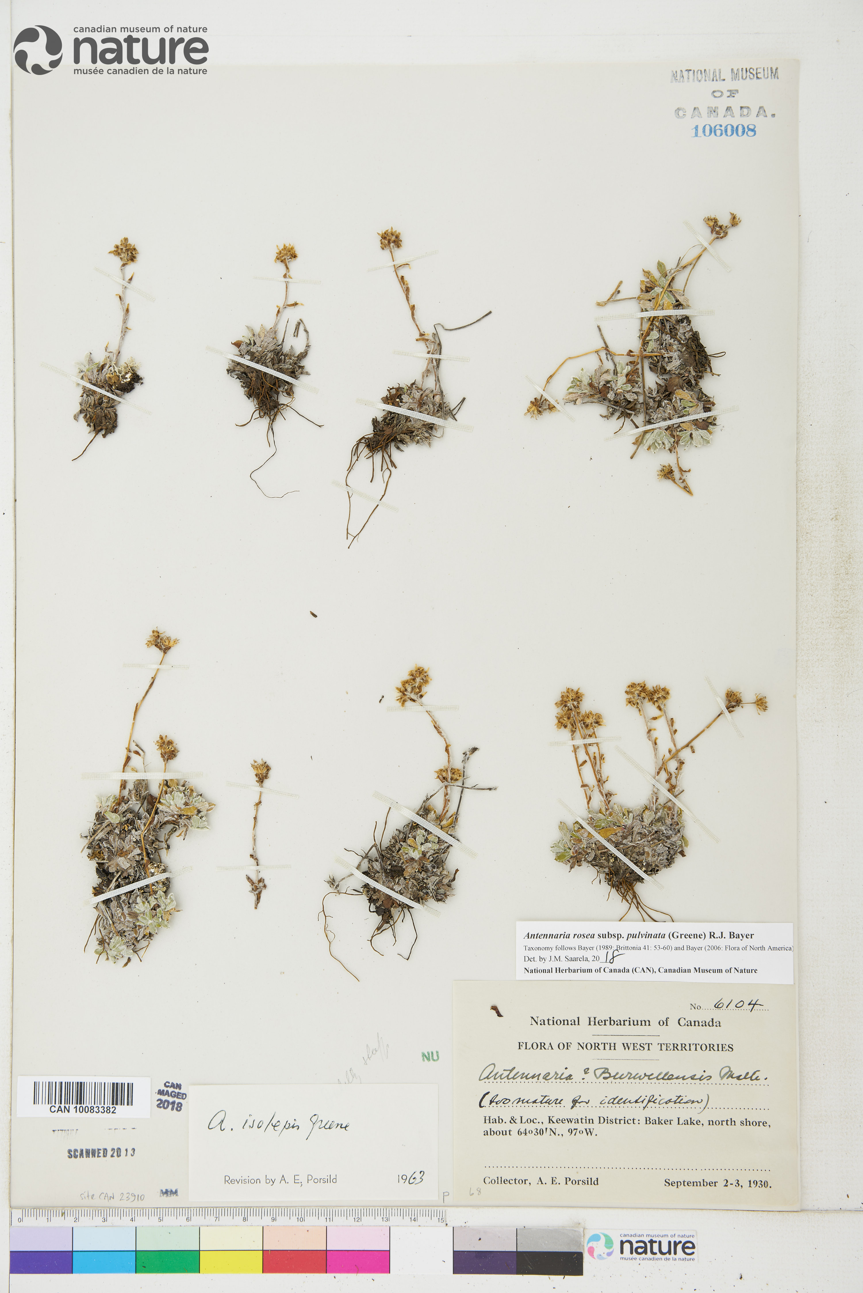 Antennaria rosea subsp. pulvinata image