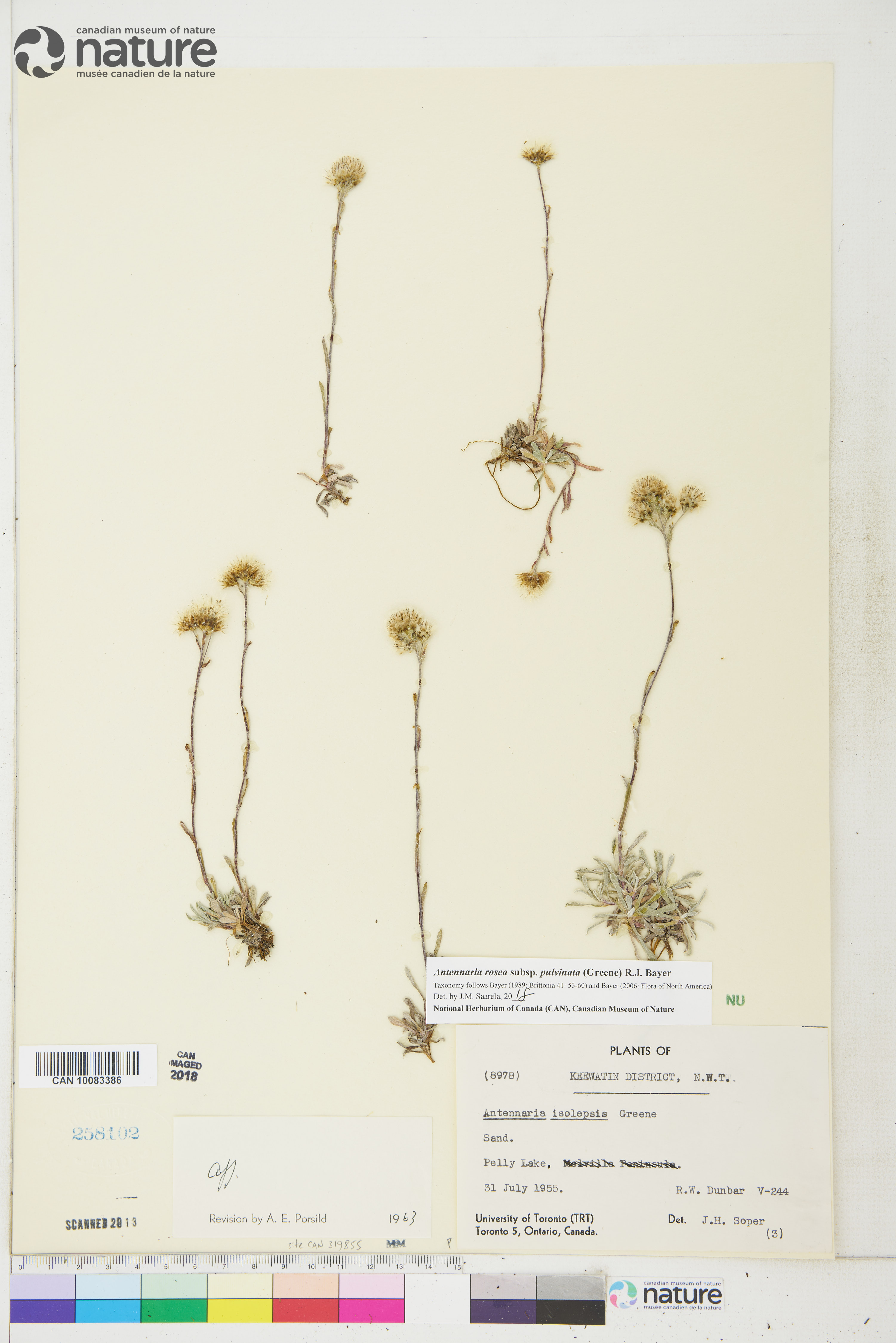Antennaria rosea subsp. pulvinata image