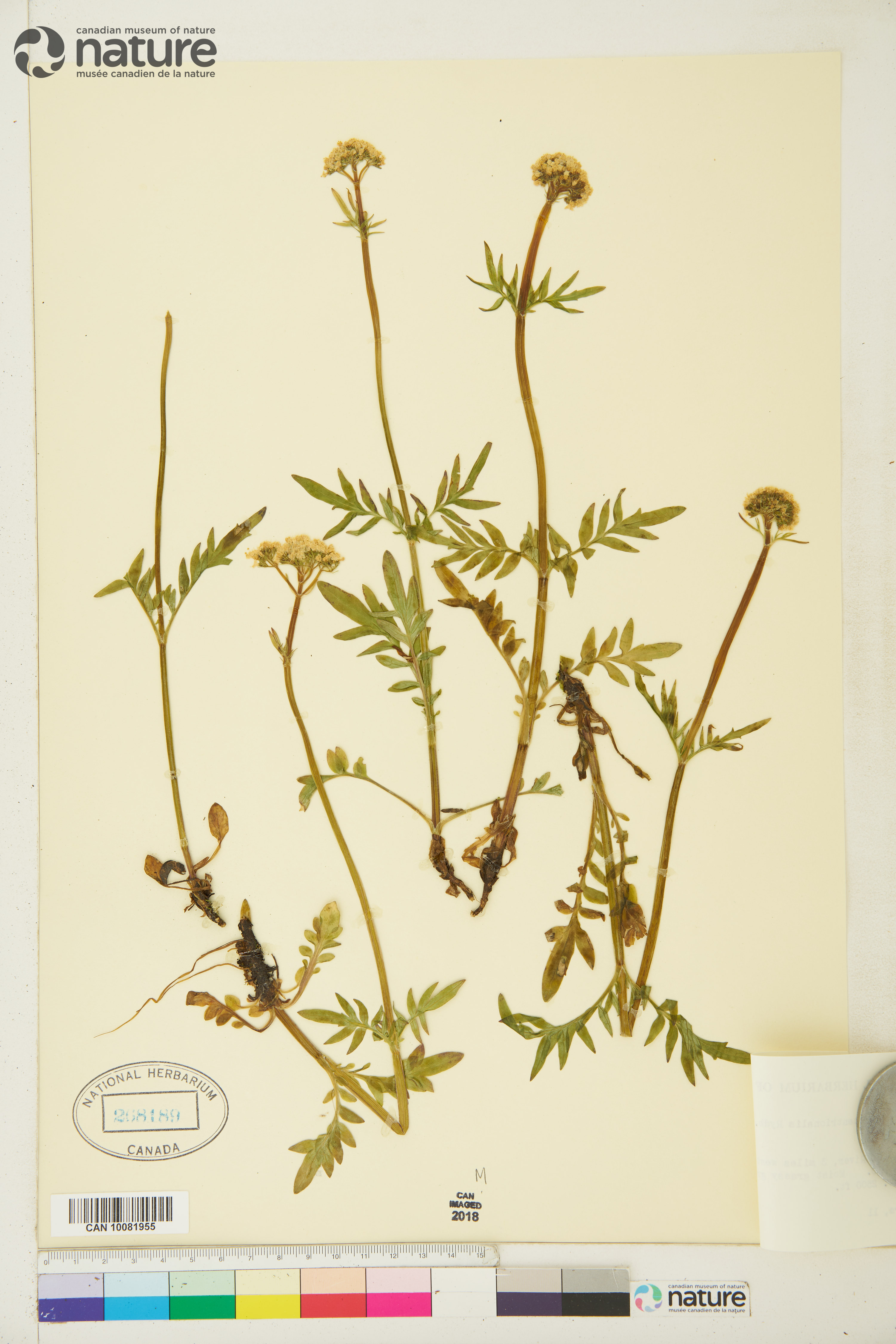 Valeriana dioica subsp. sylvatica image