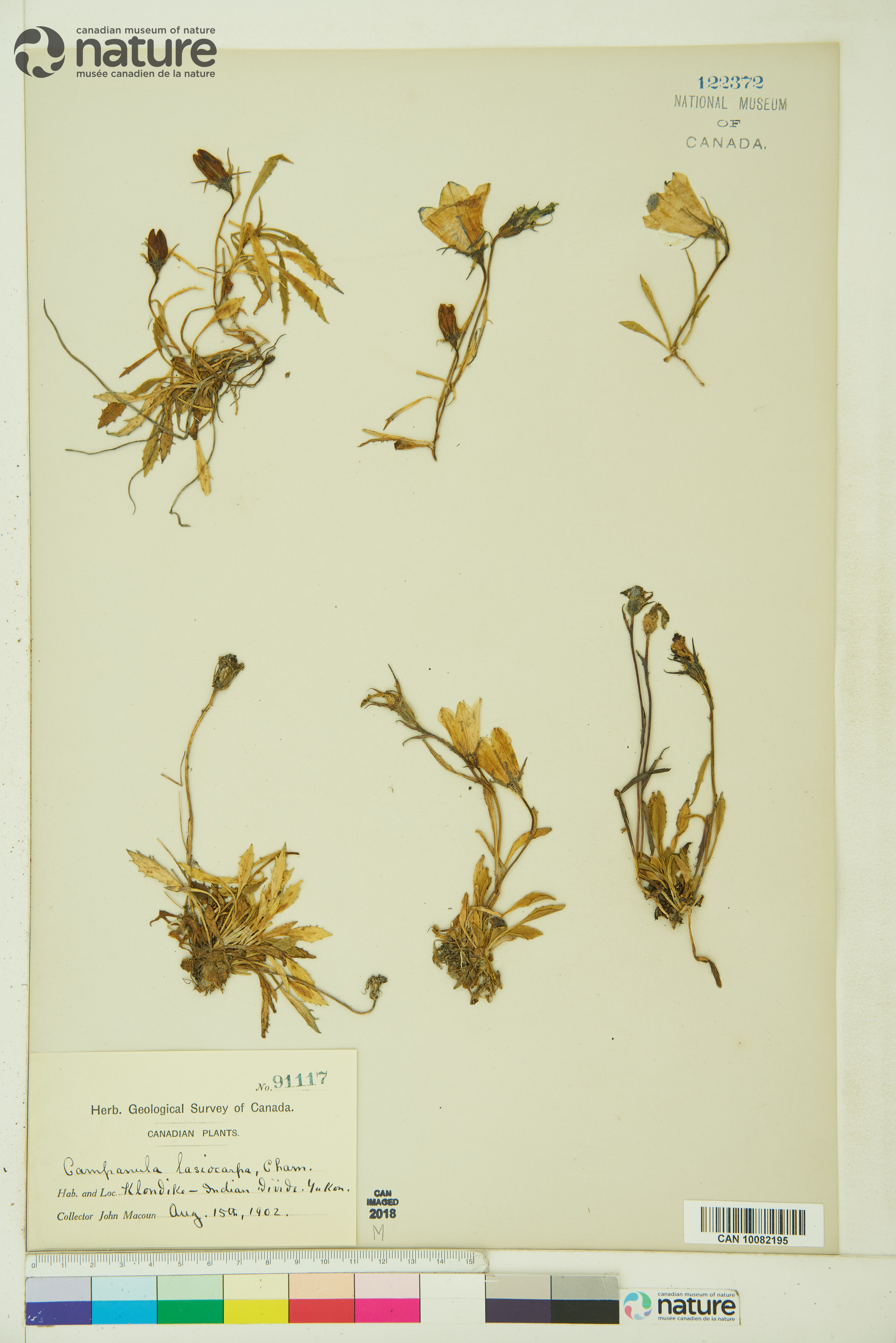 Campanula lasiocarpa image