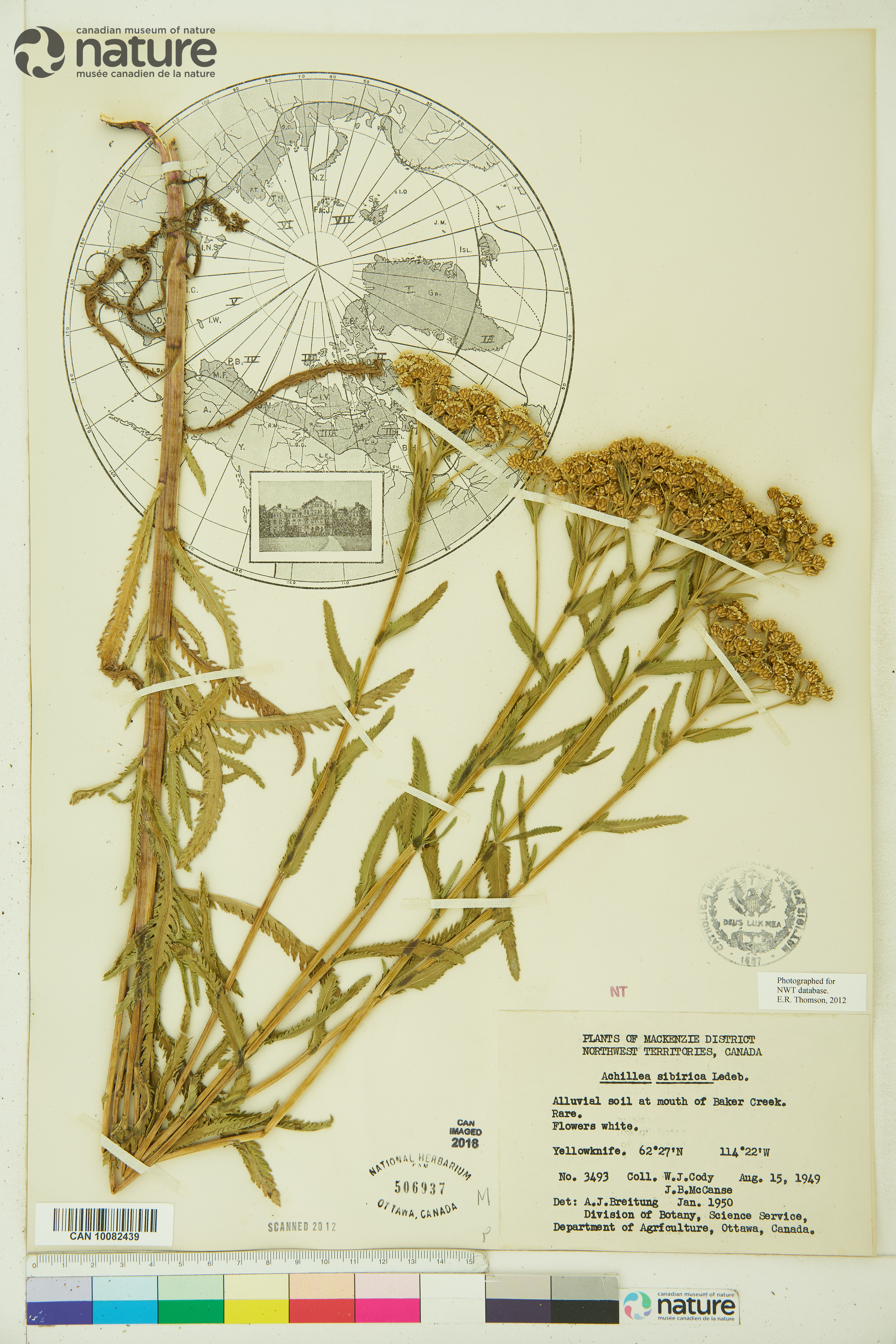 Achillea alpina image