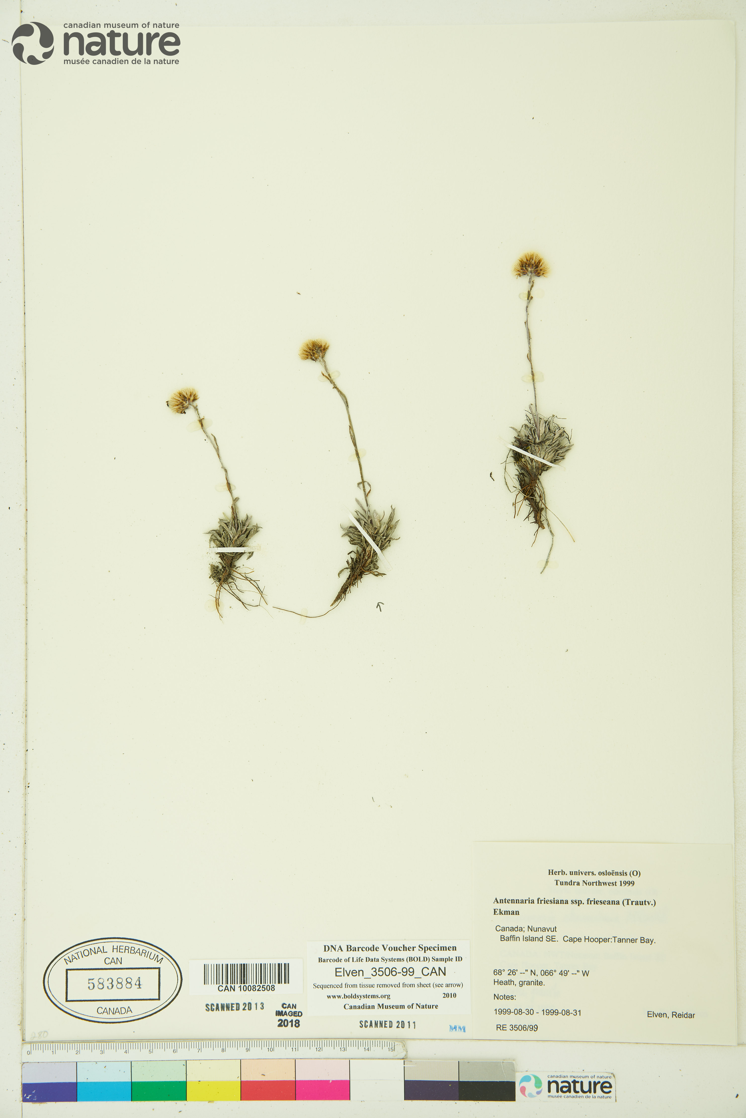 Antennaria friesiana image