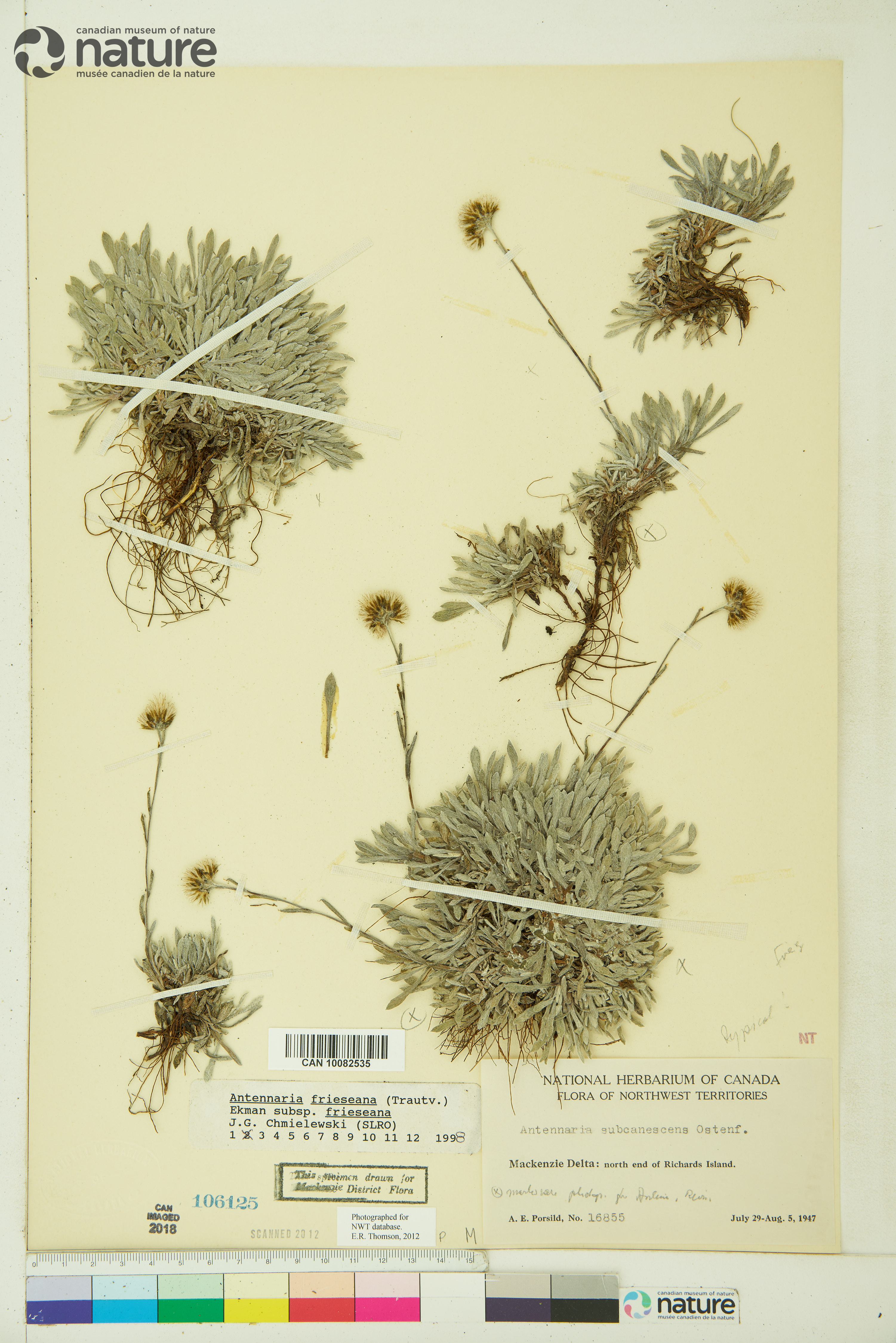 Antennaria friesiana subsp. friesiana image
