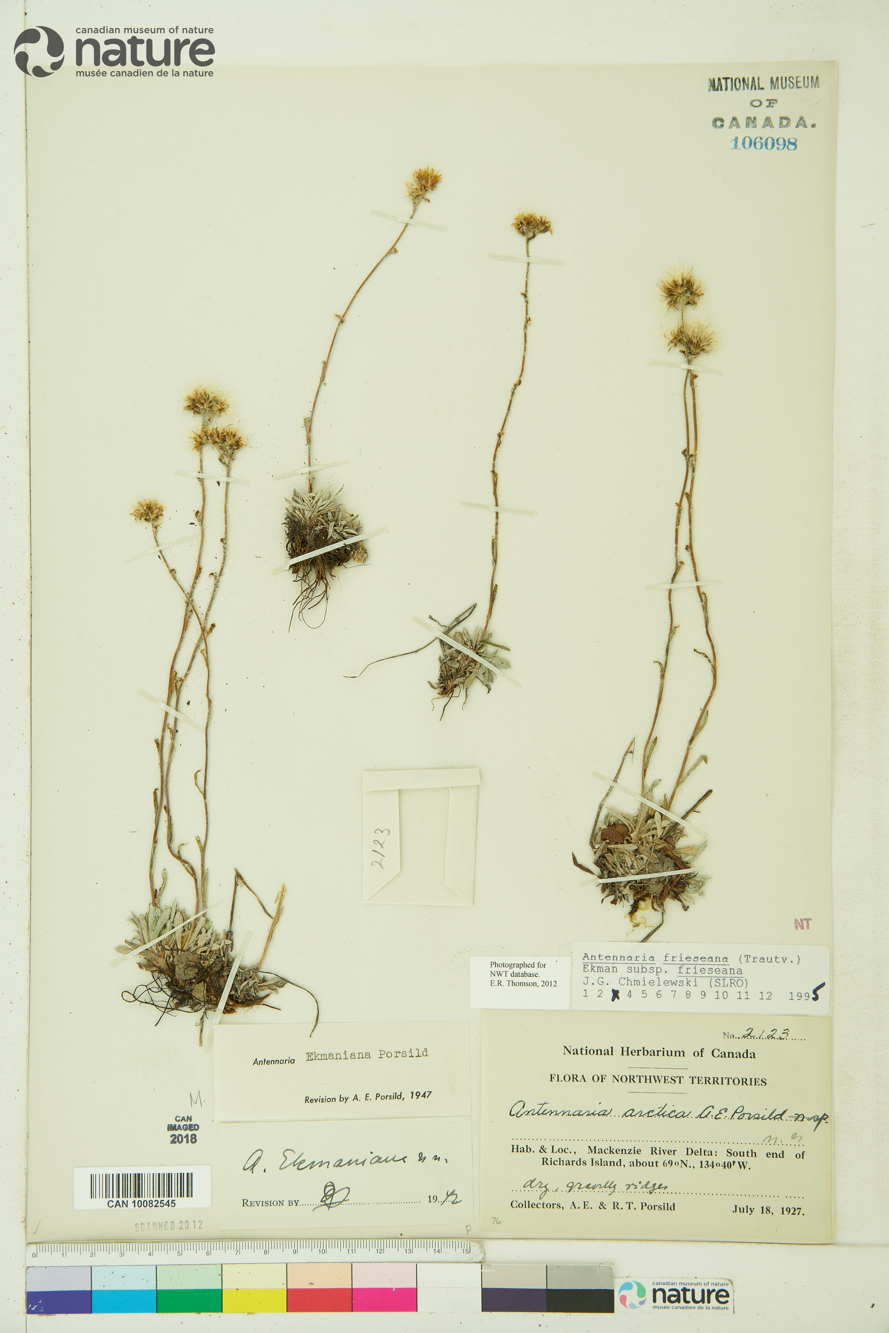 Antennaria friesiana image