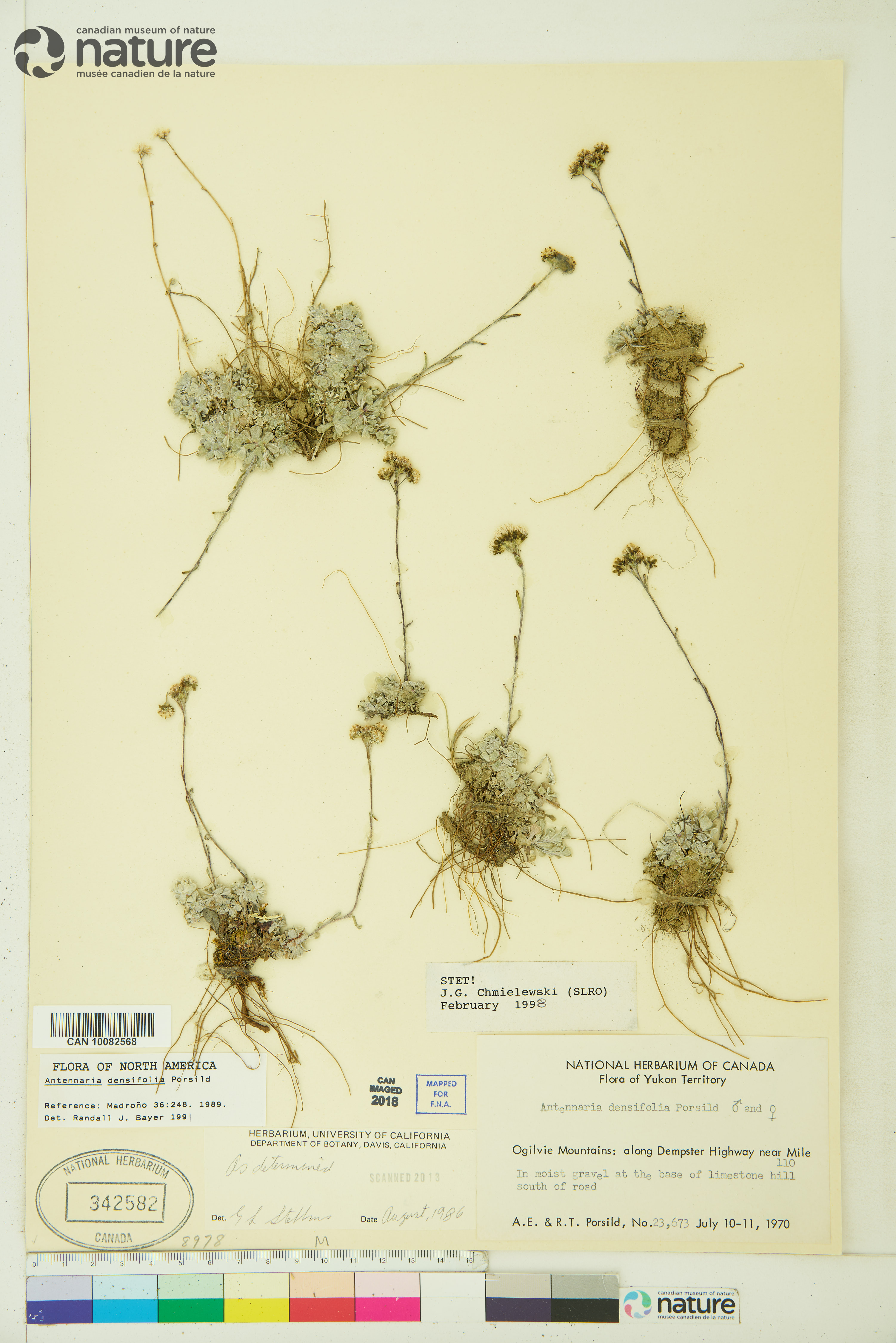 Antennaria alpina image