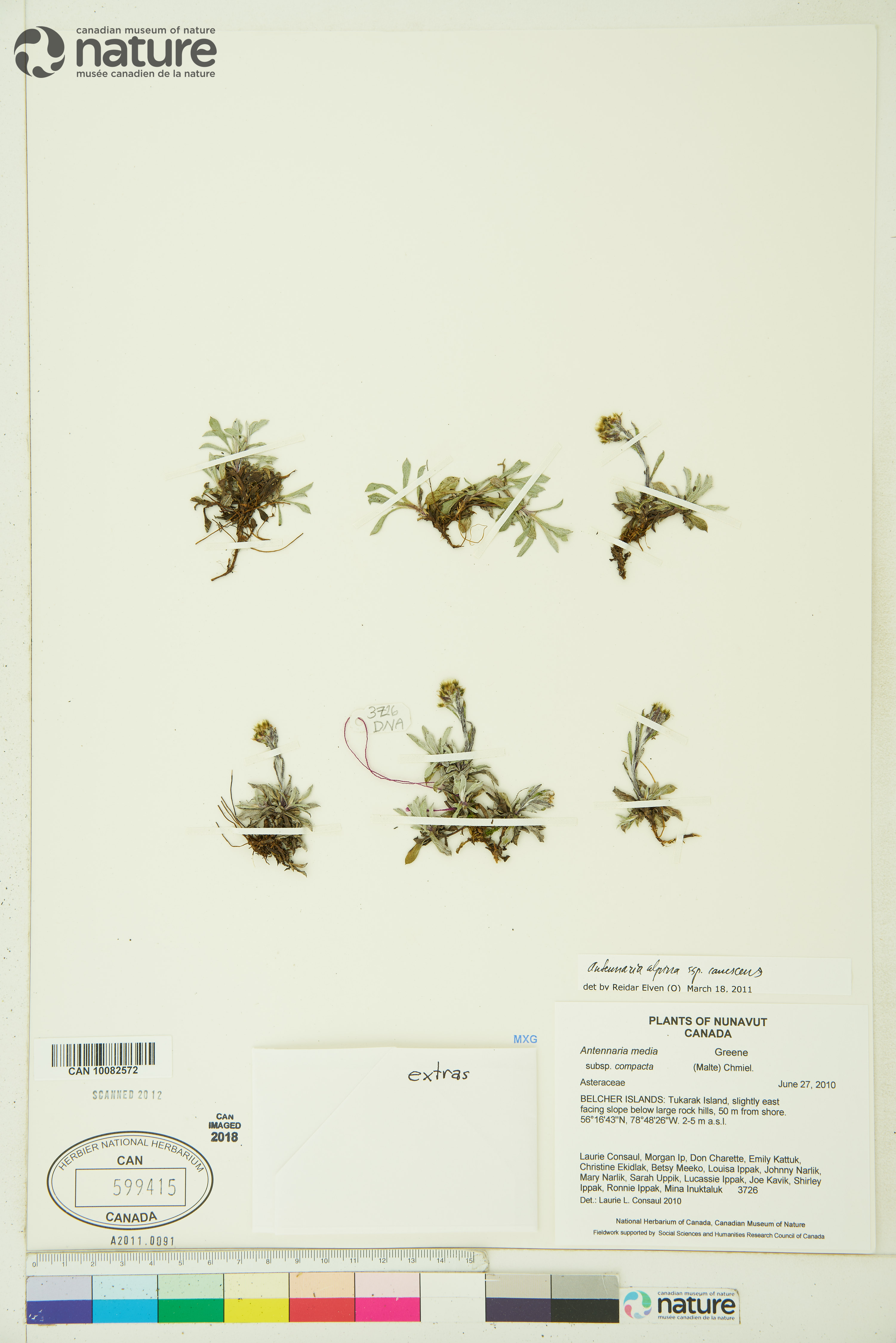 Antennaria alpina image