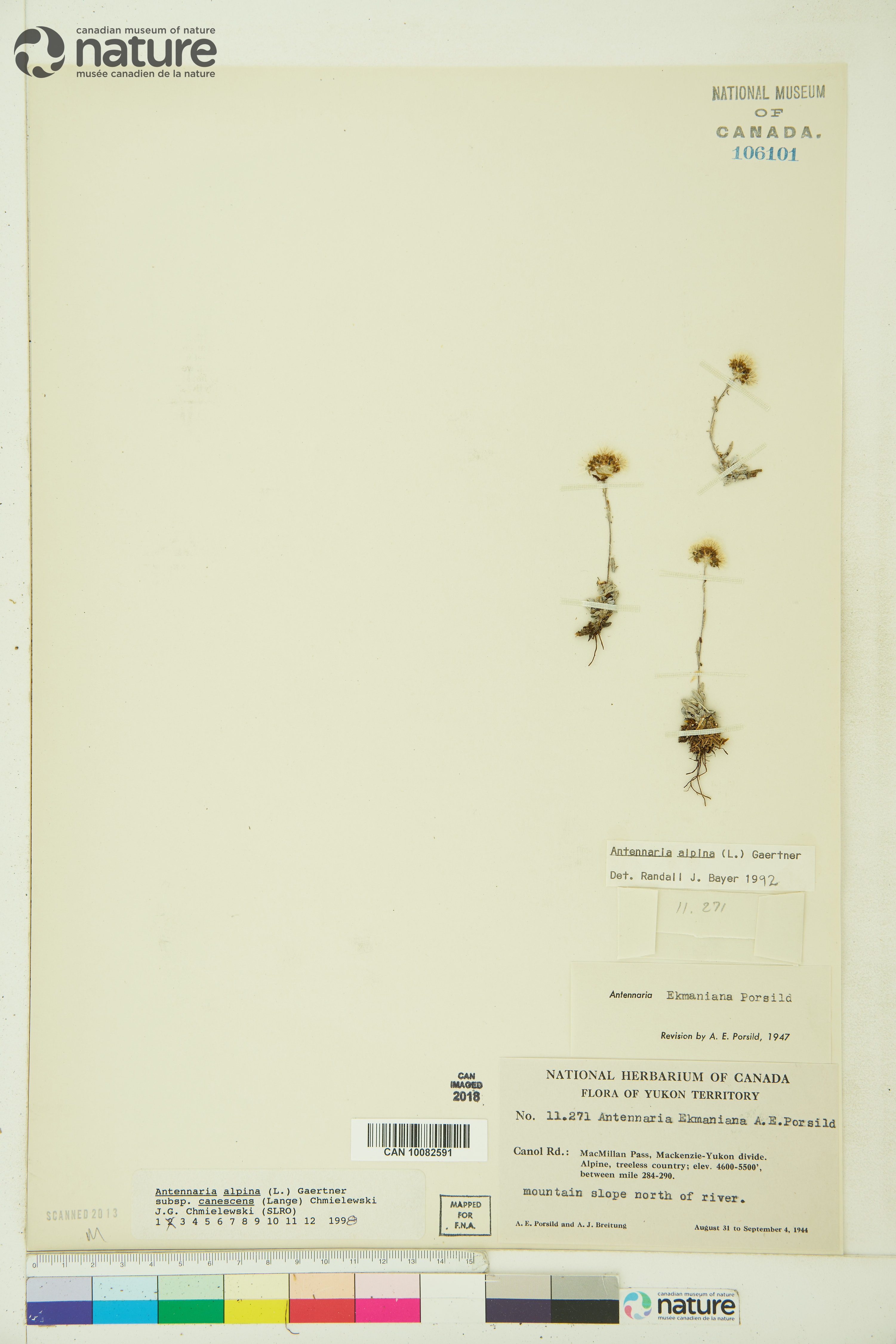 Antennaria alpina image