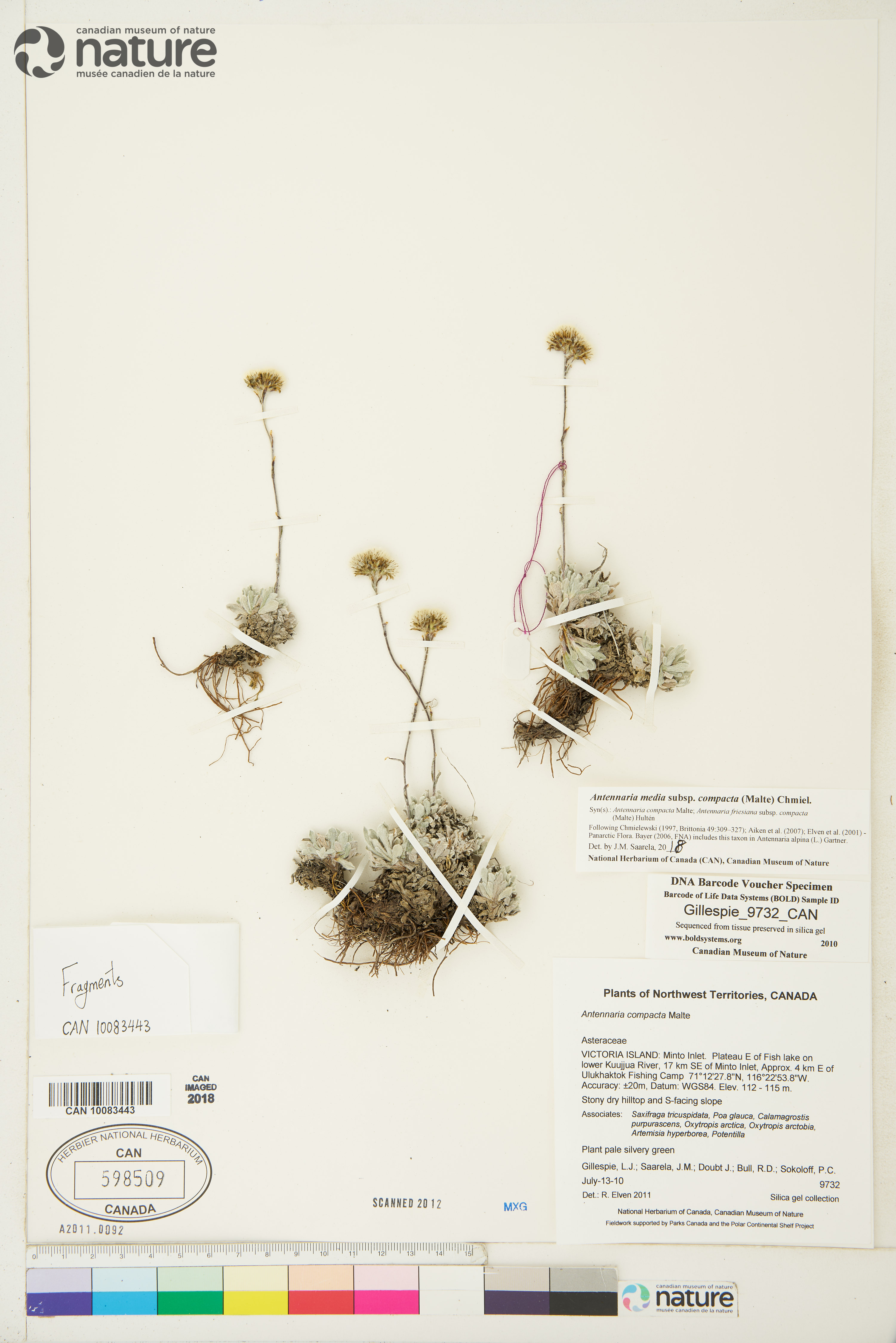 Antennaria alpina image