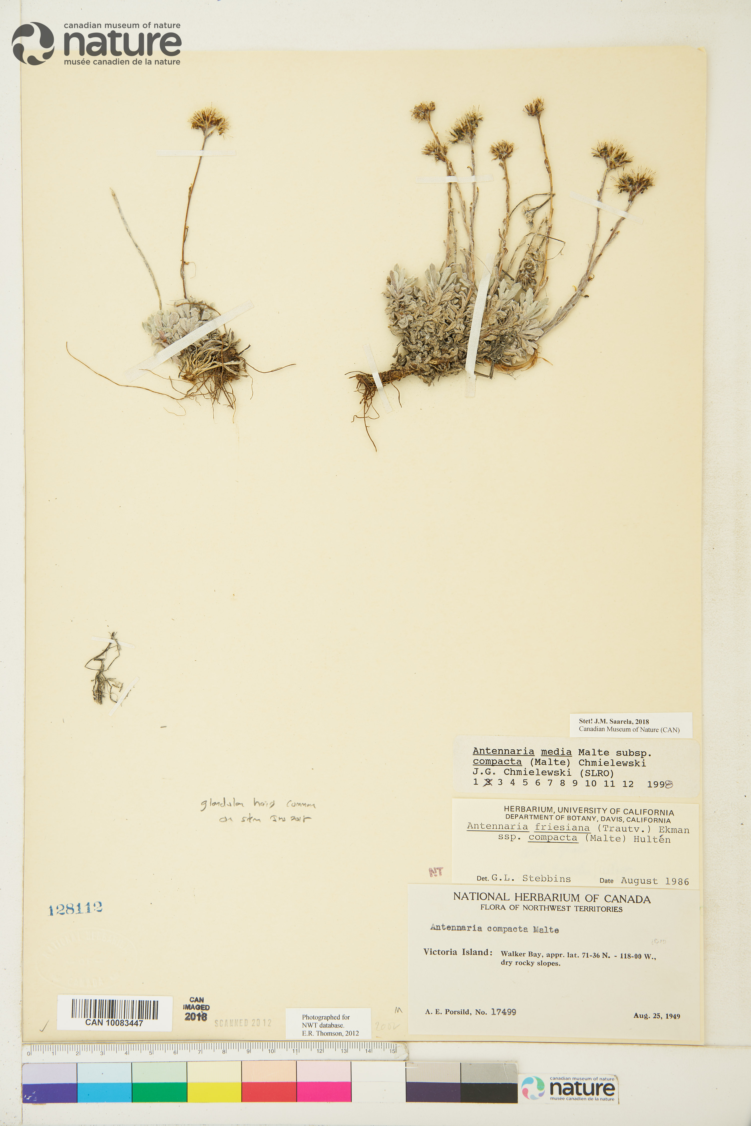 Antennaria alpina image