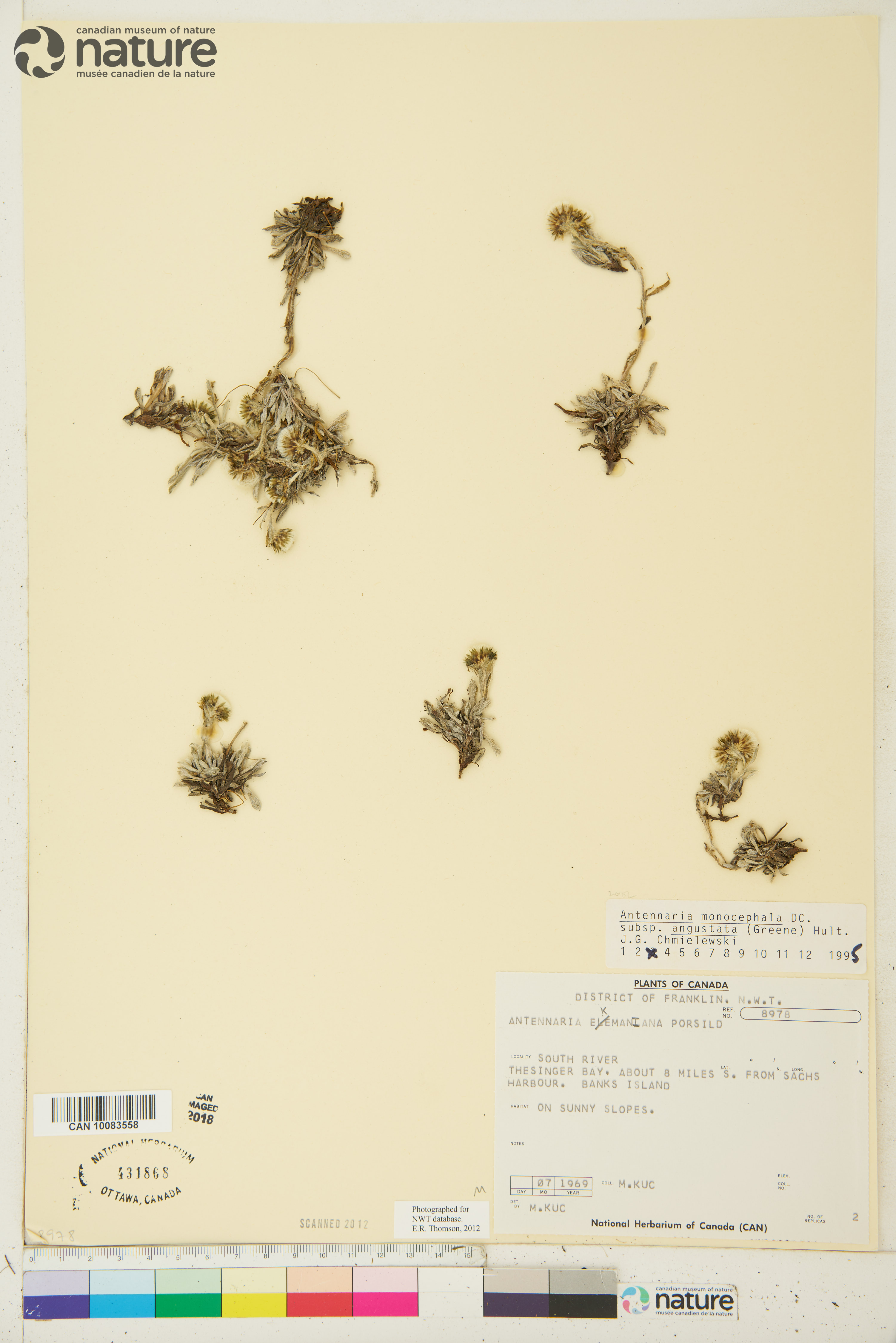 Antennaria monocephala subsp. angustata image