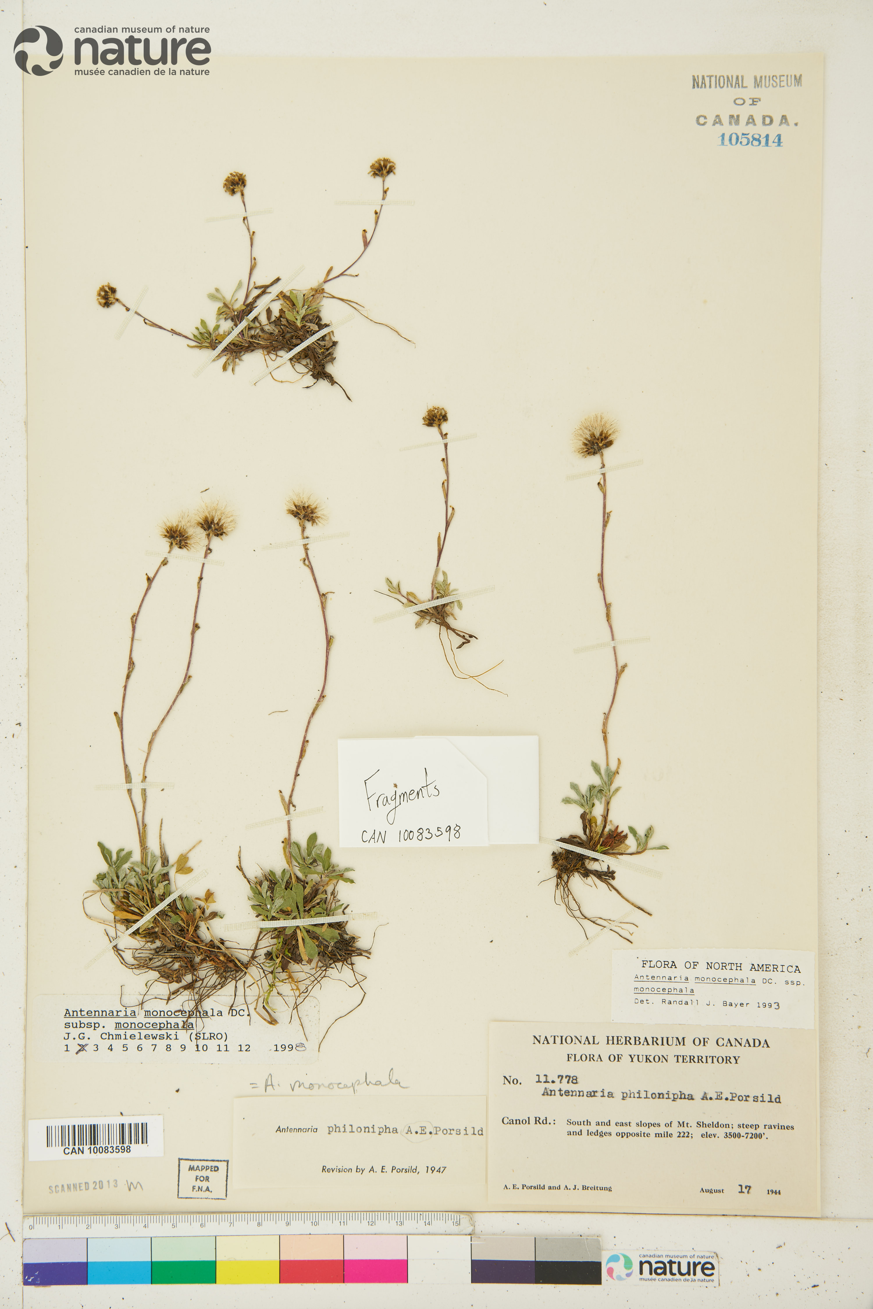 Antennaria monocephala subsp. monocephala image