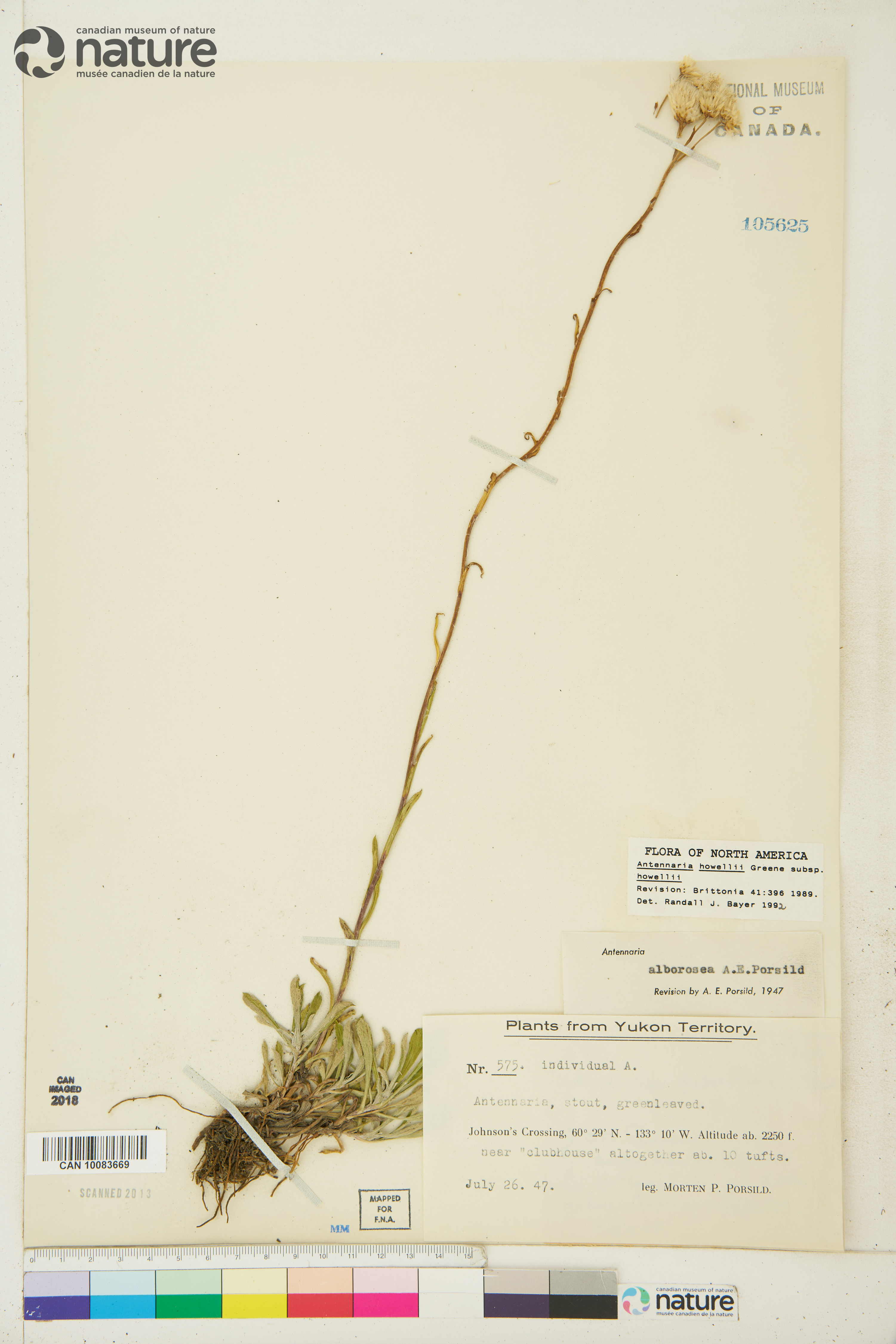 Antennaria howellii subsp. howellii image
