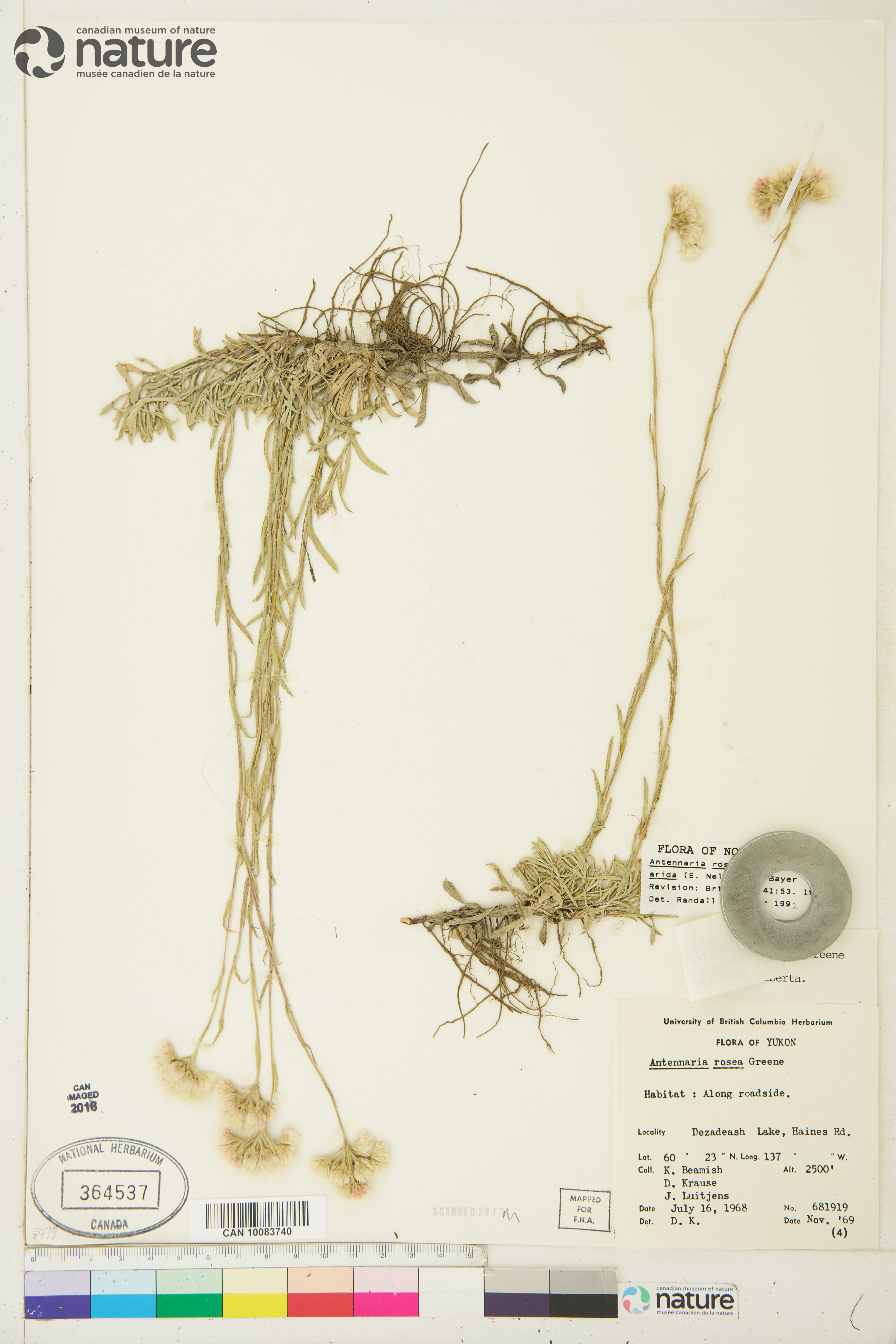 Antennaria rosea subsp. arida image
