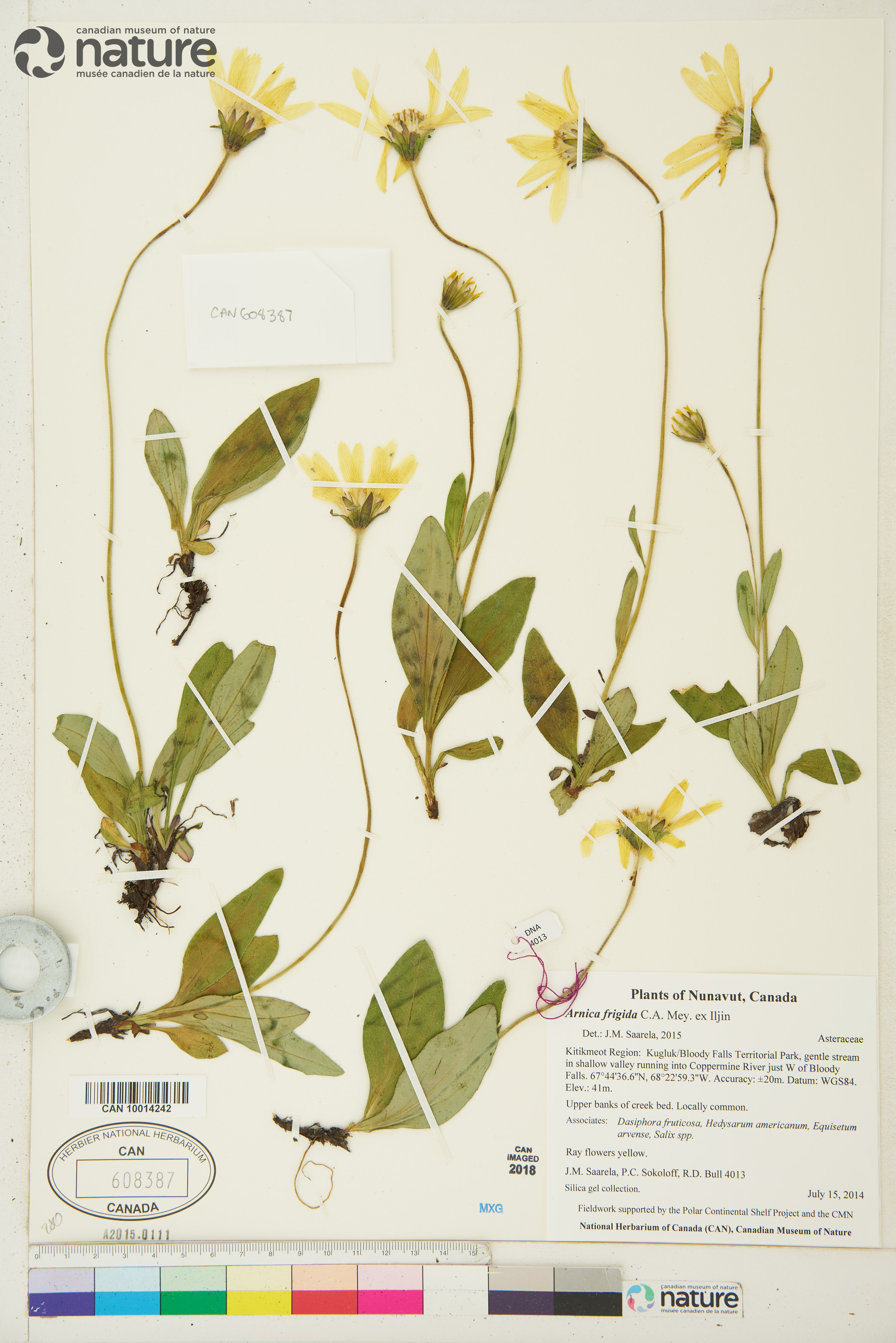 Arnica griscomii subsp. frigida image