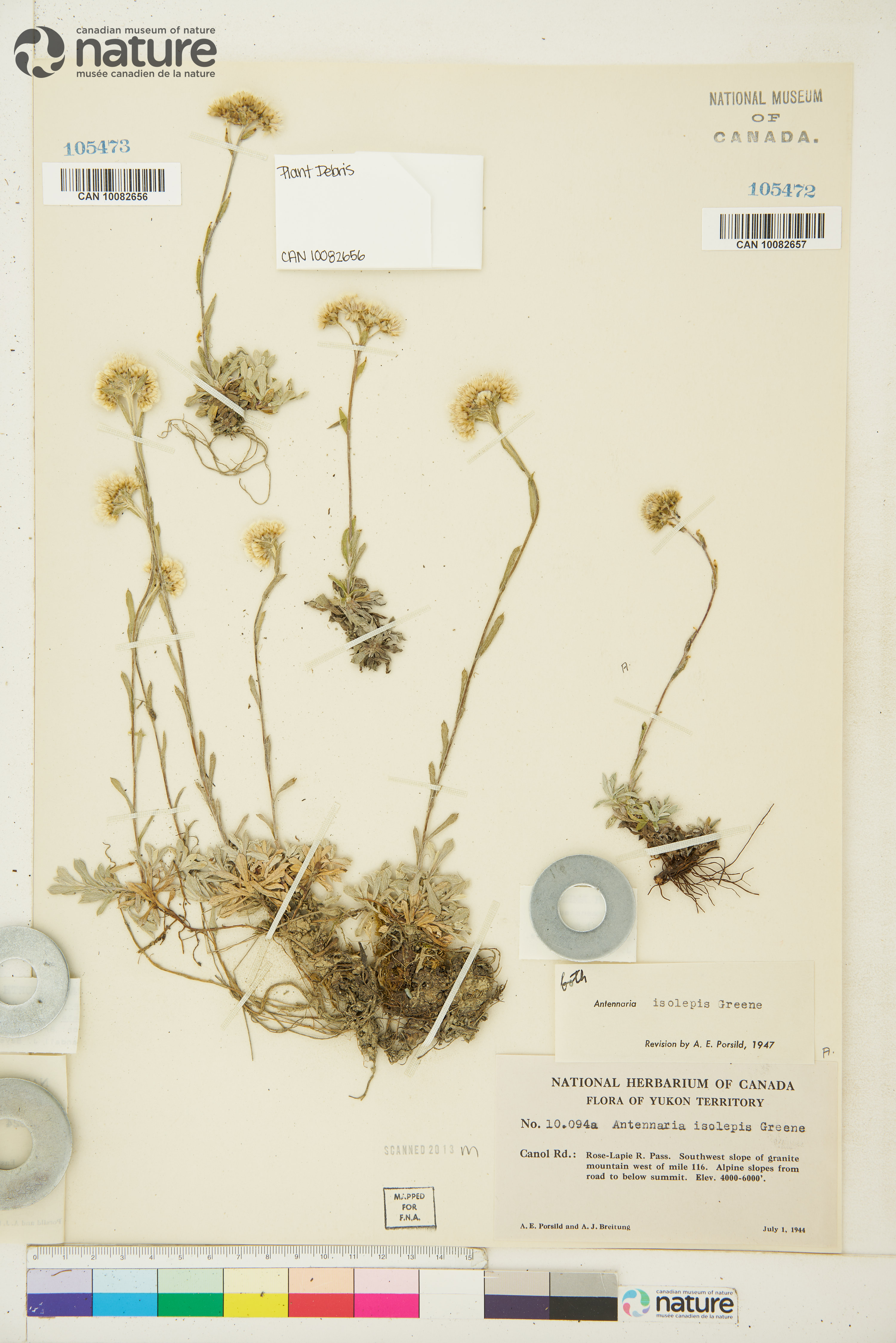 Antennaria rosea subsp. pulvinata image