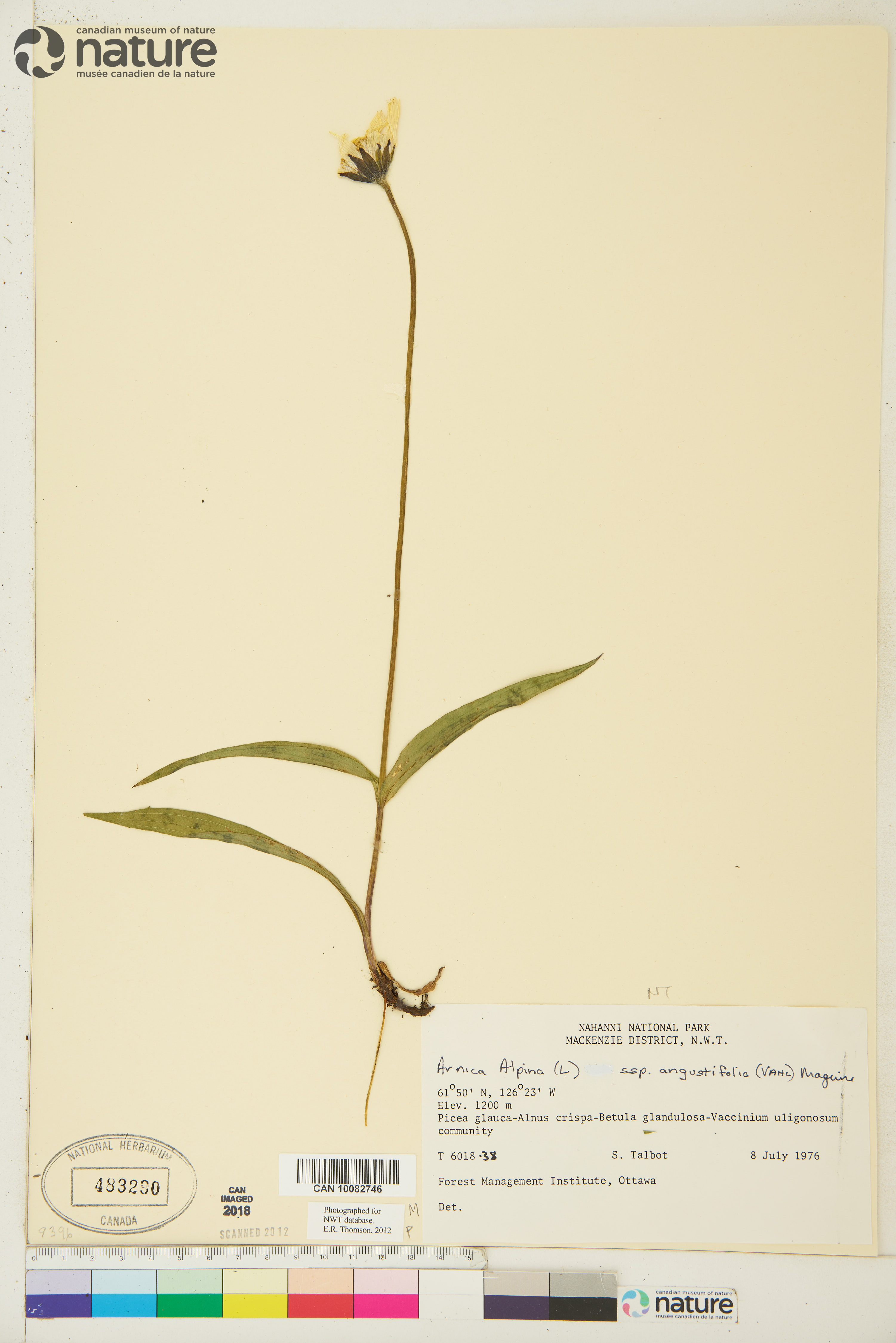 Arnica angustifolia image