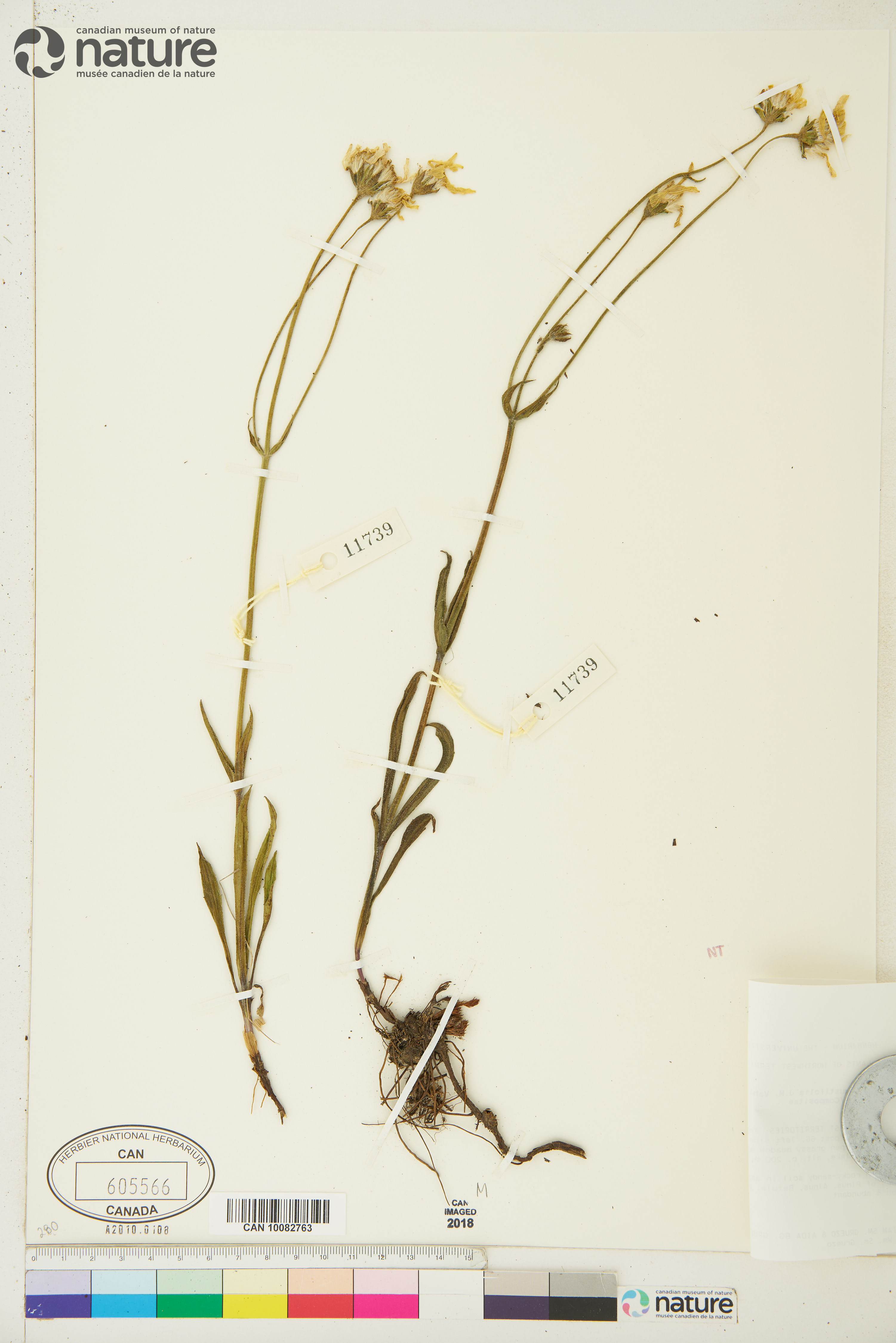 Arnica angustifolia image