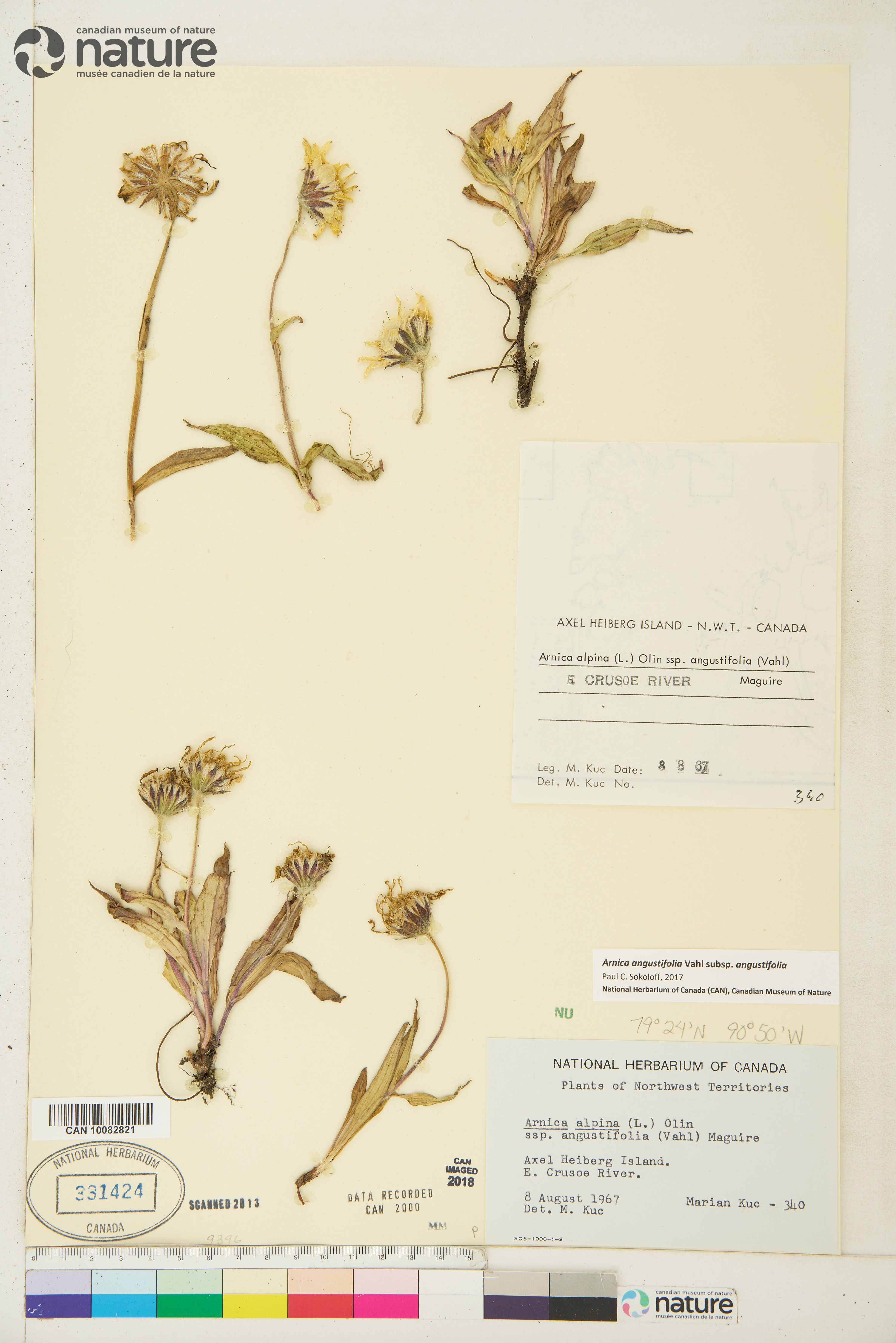 Arnica angustifolia subsp. angustifolia image