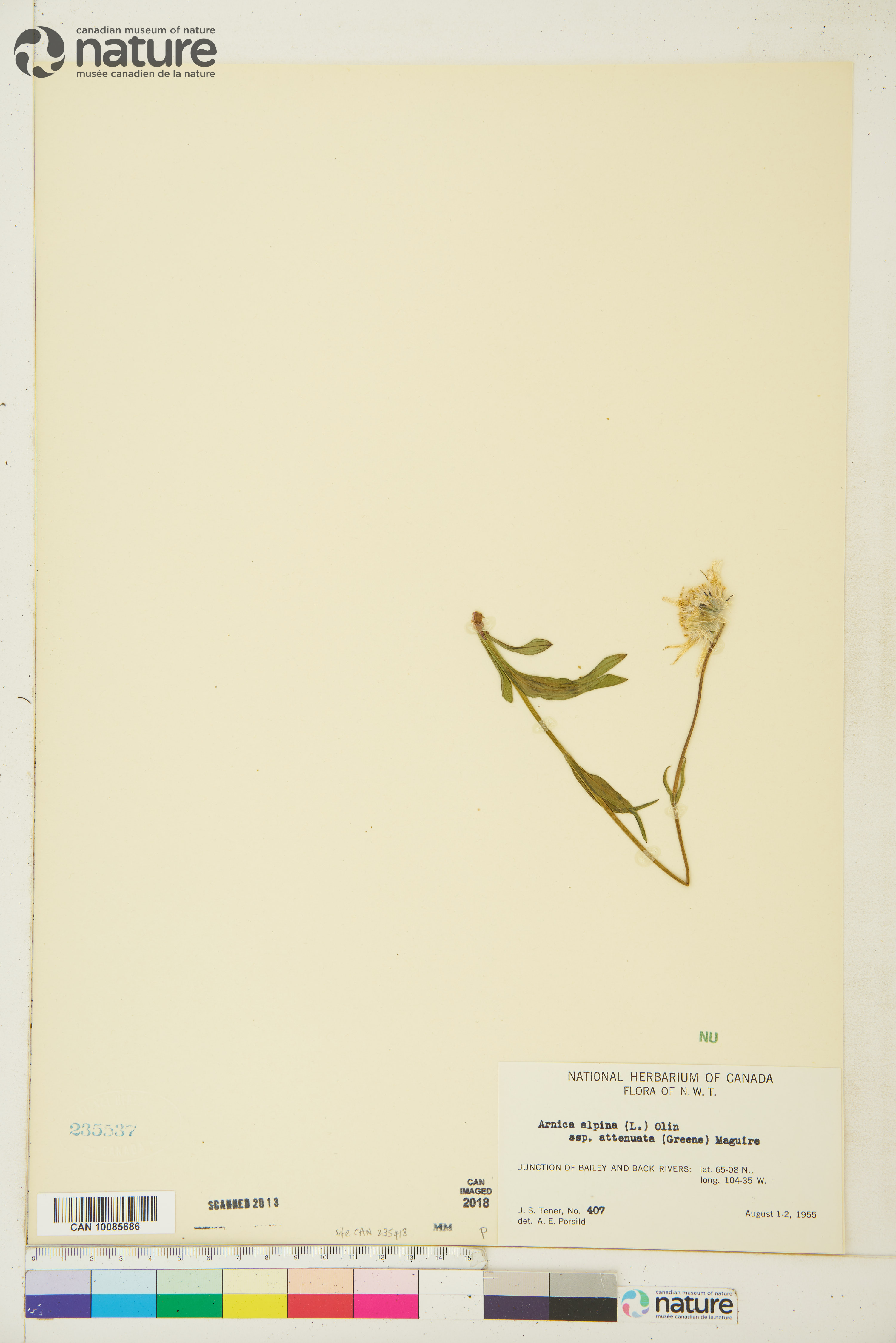 Arnica angustifolia image