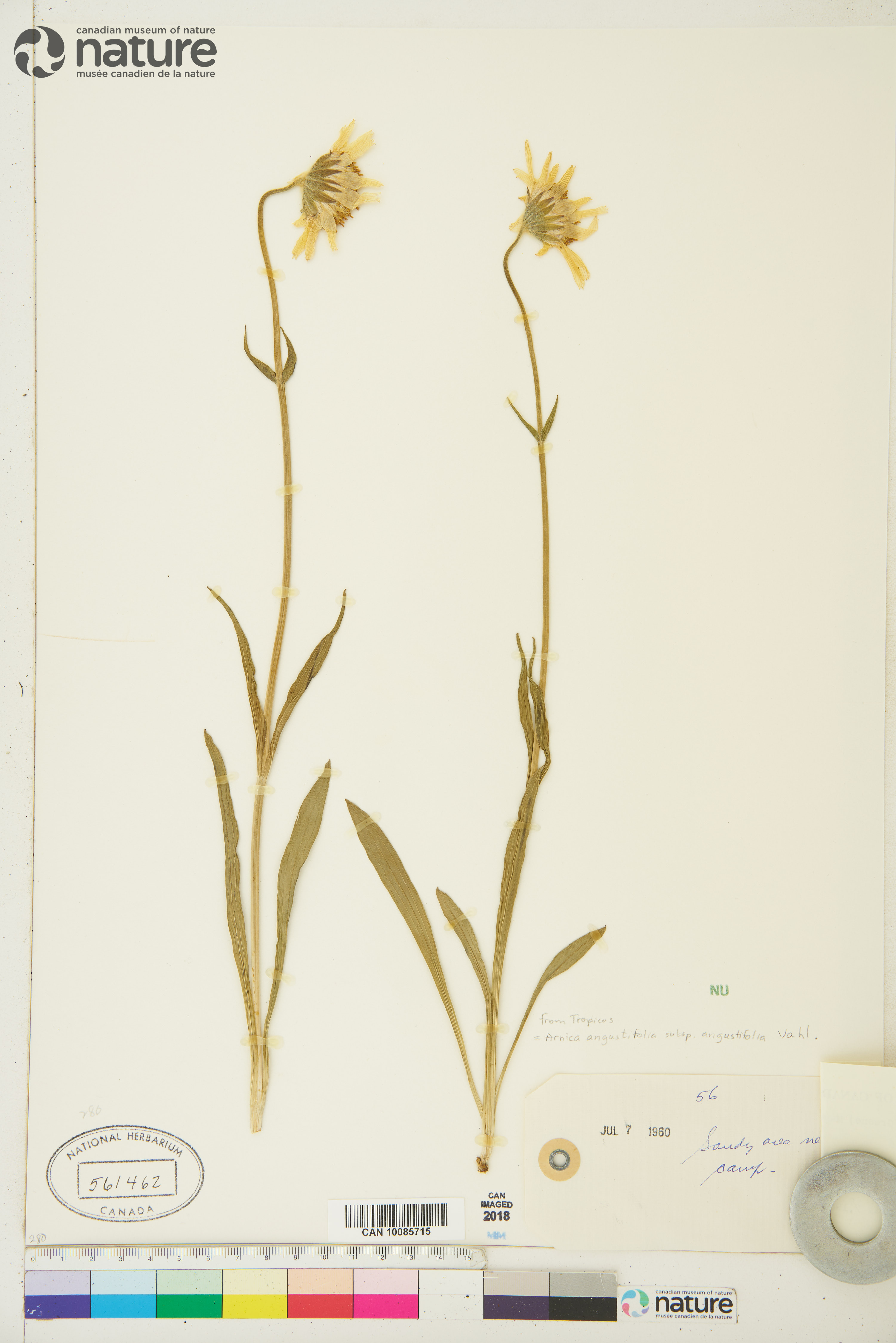 Arnica angustifolia image