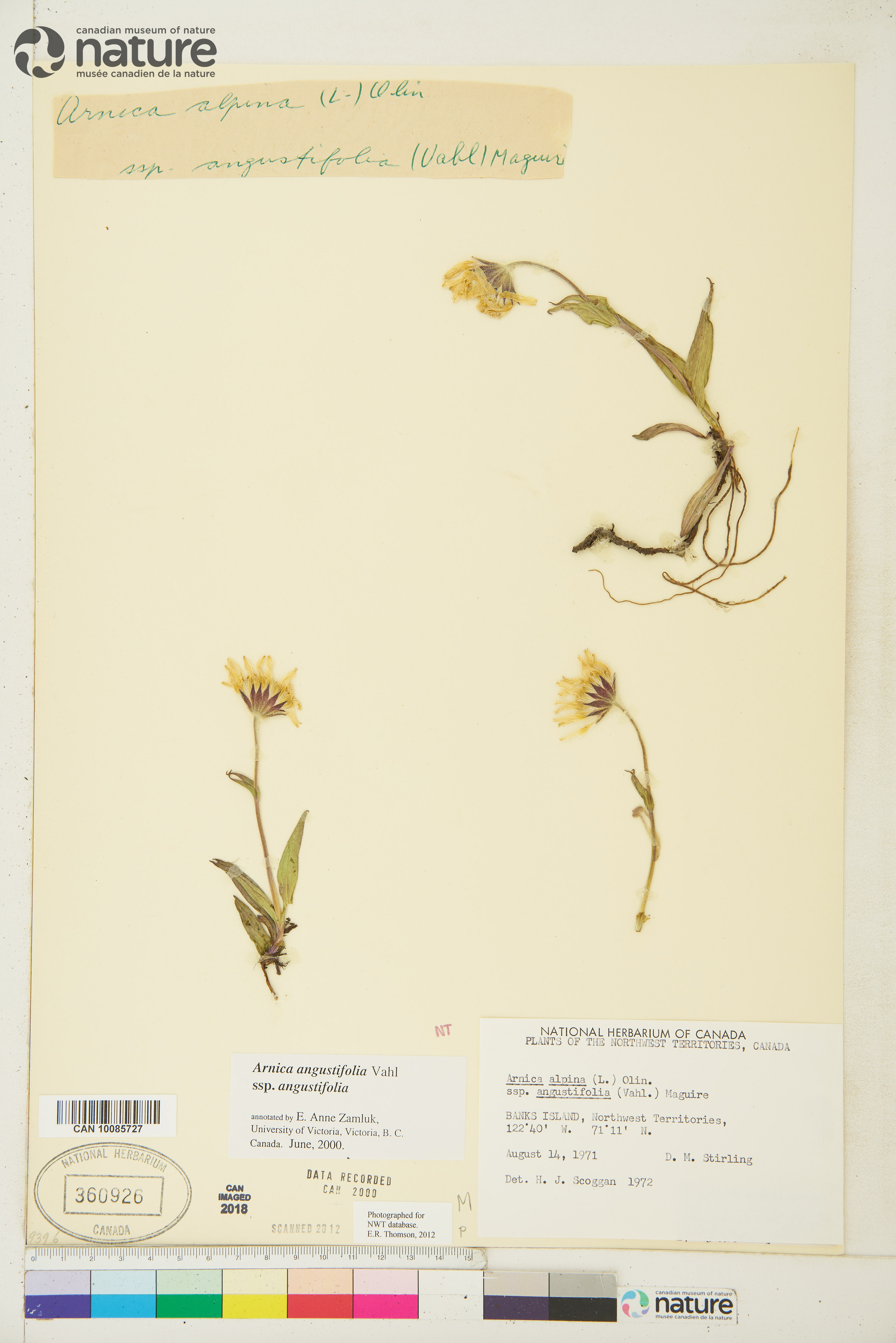 Arnica angustifolia image