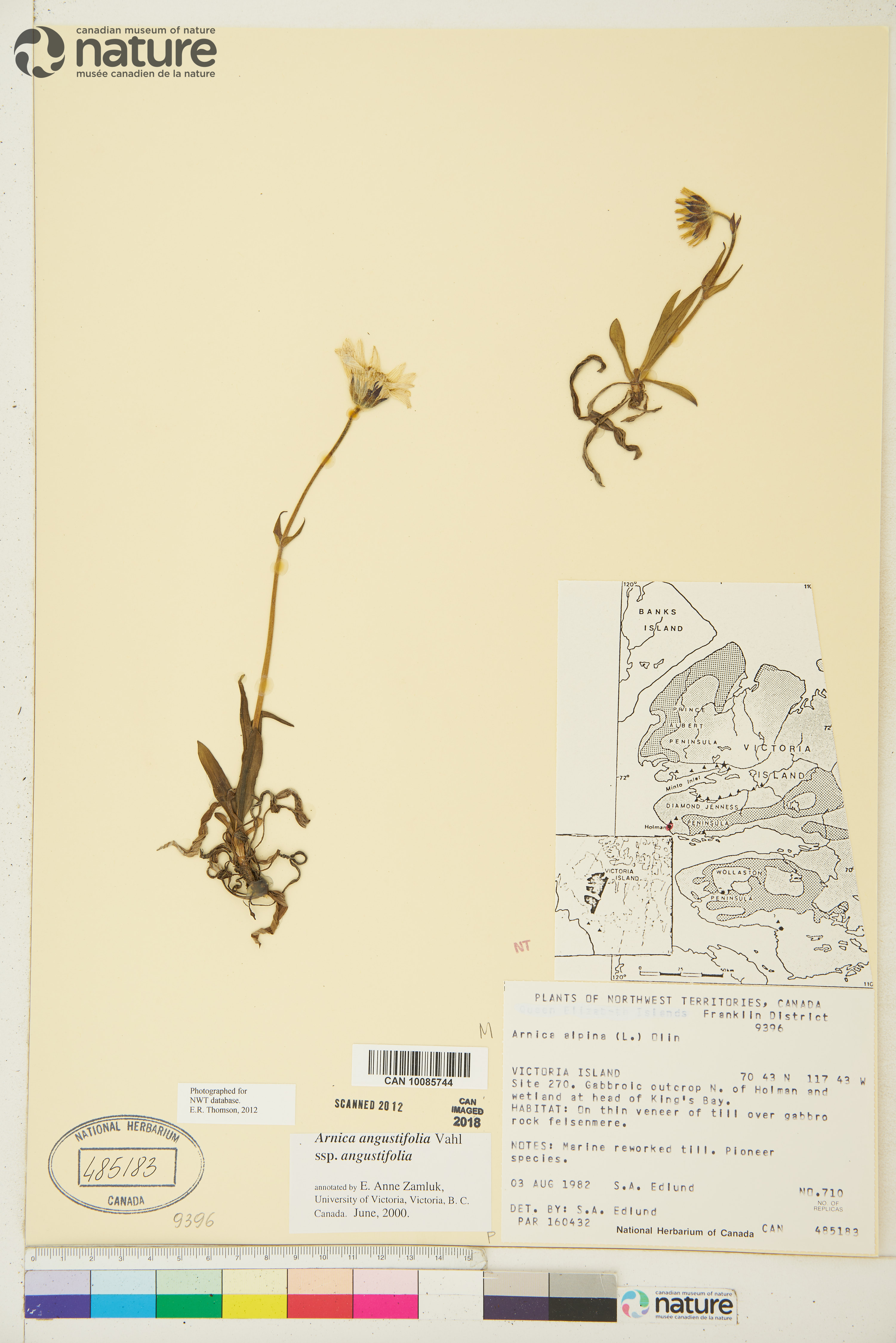 Arnica angustifolia image