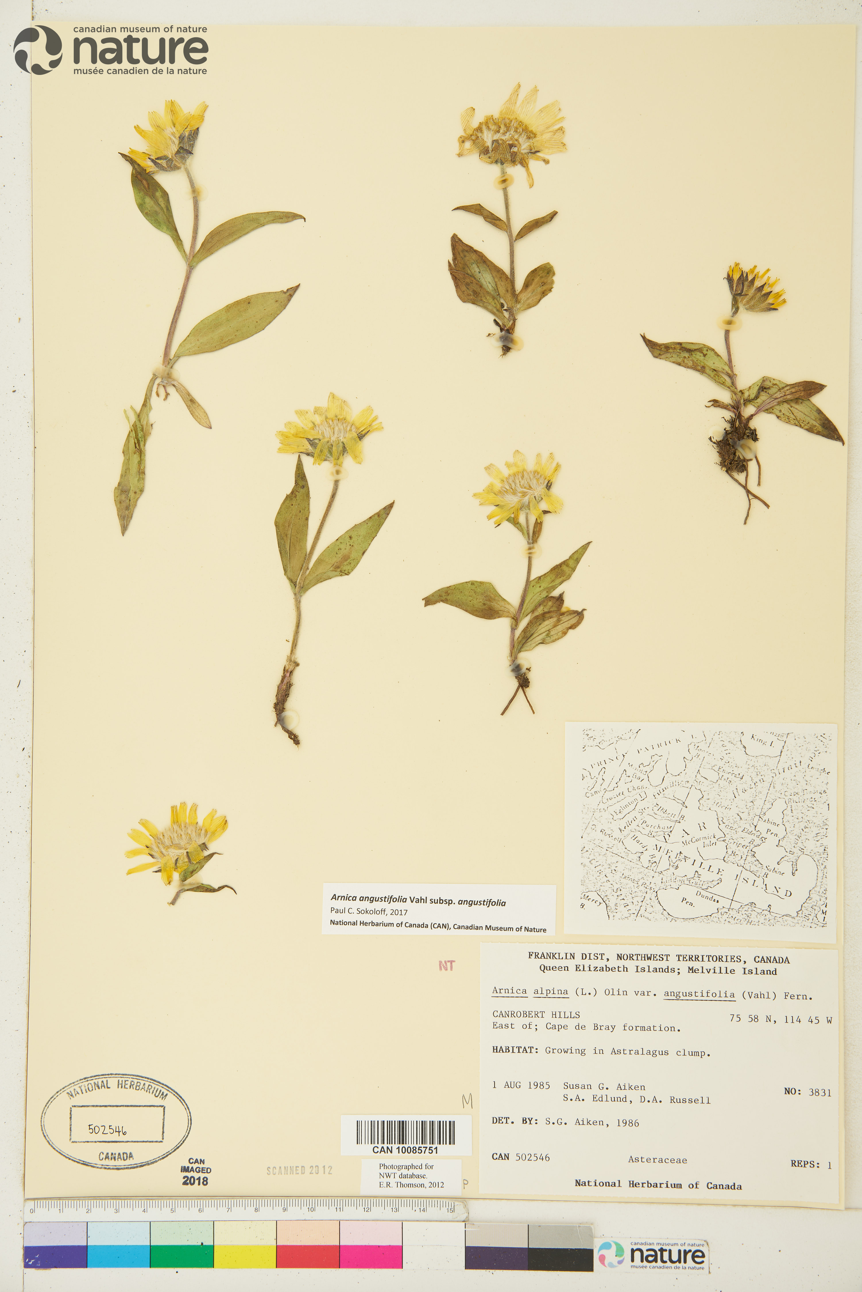 Arnica angustifolia image