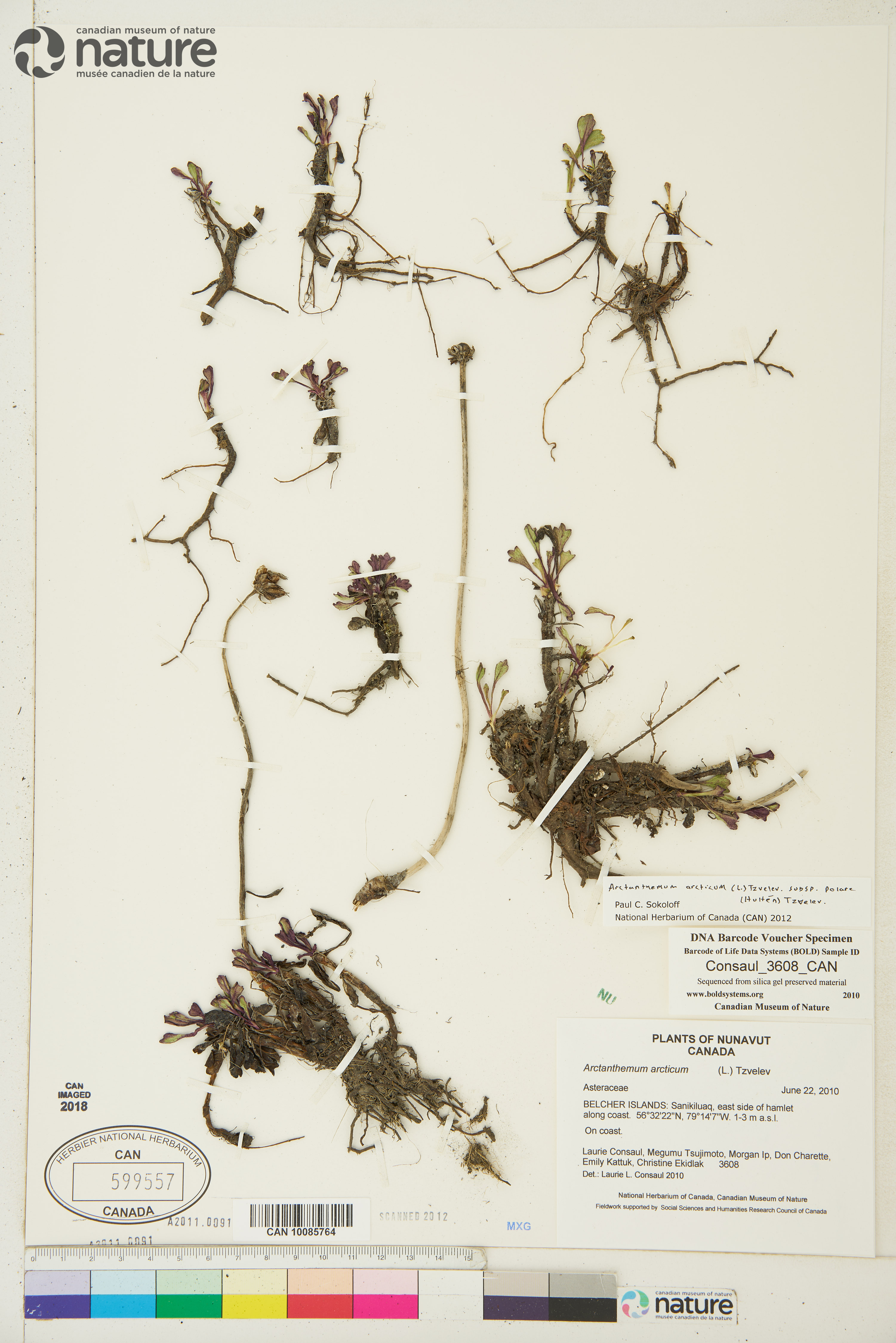 Chrysanthemum arcticum subsp. arcticum image