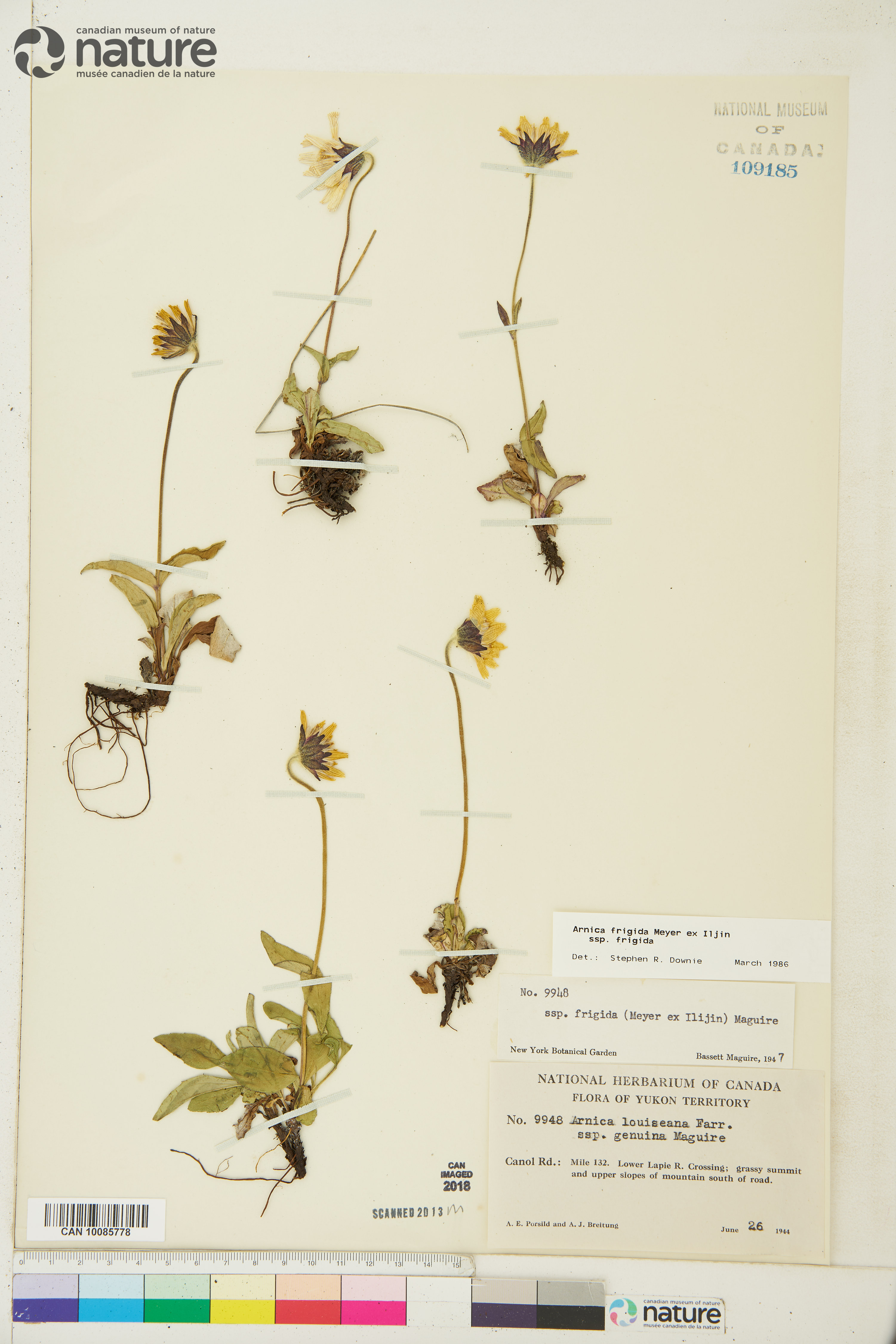 Arnica griscomii image